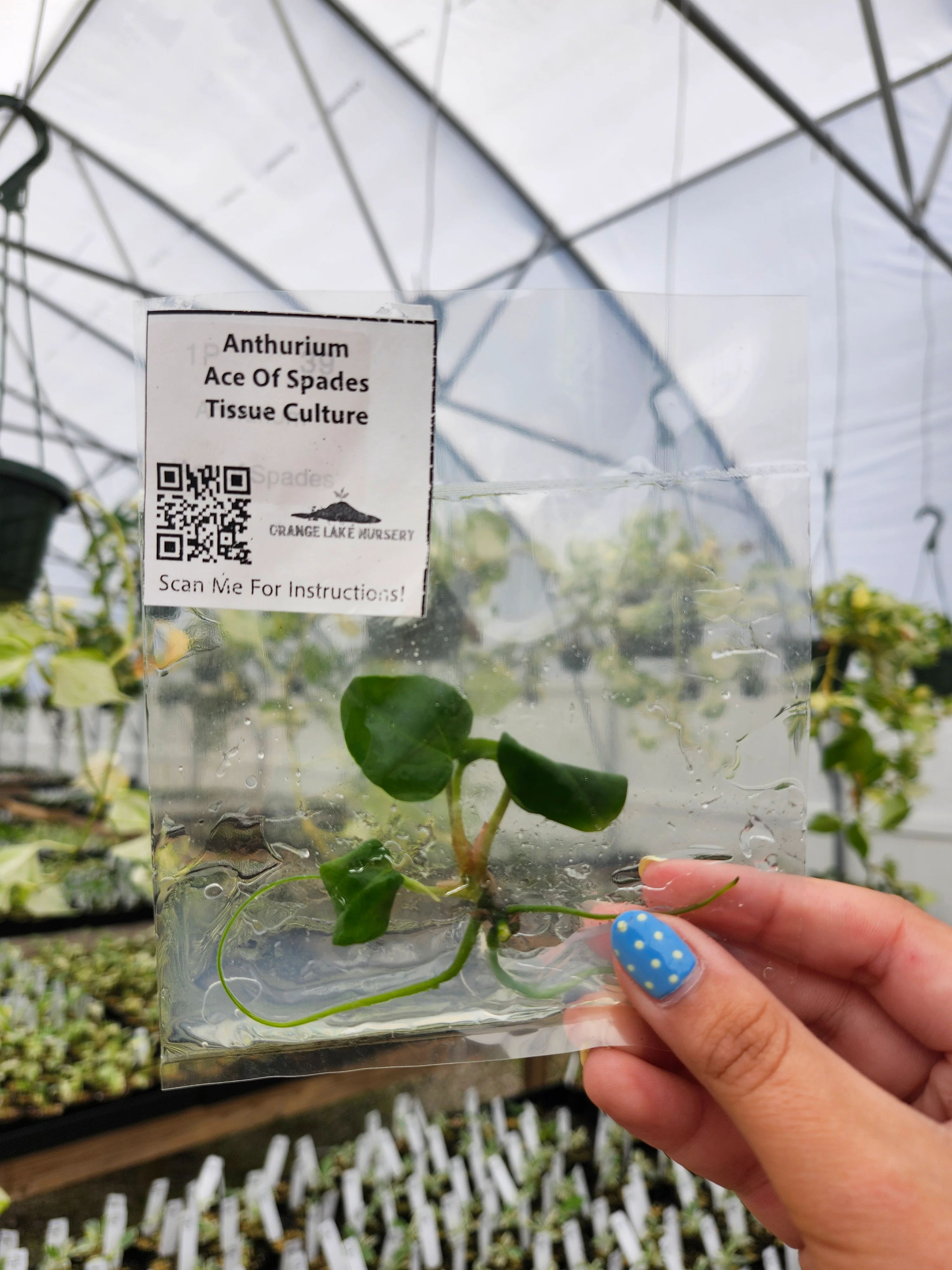 Anthurium Ace Of Spades Tissue Culture - Image 2