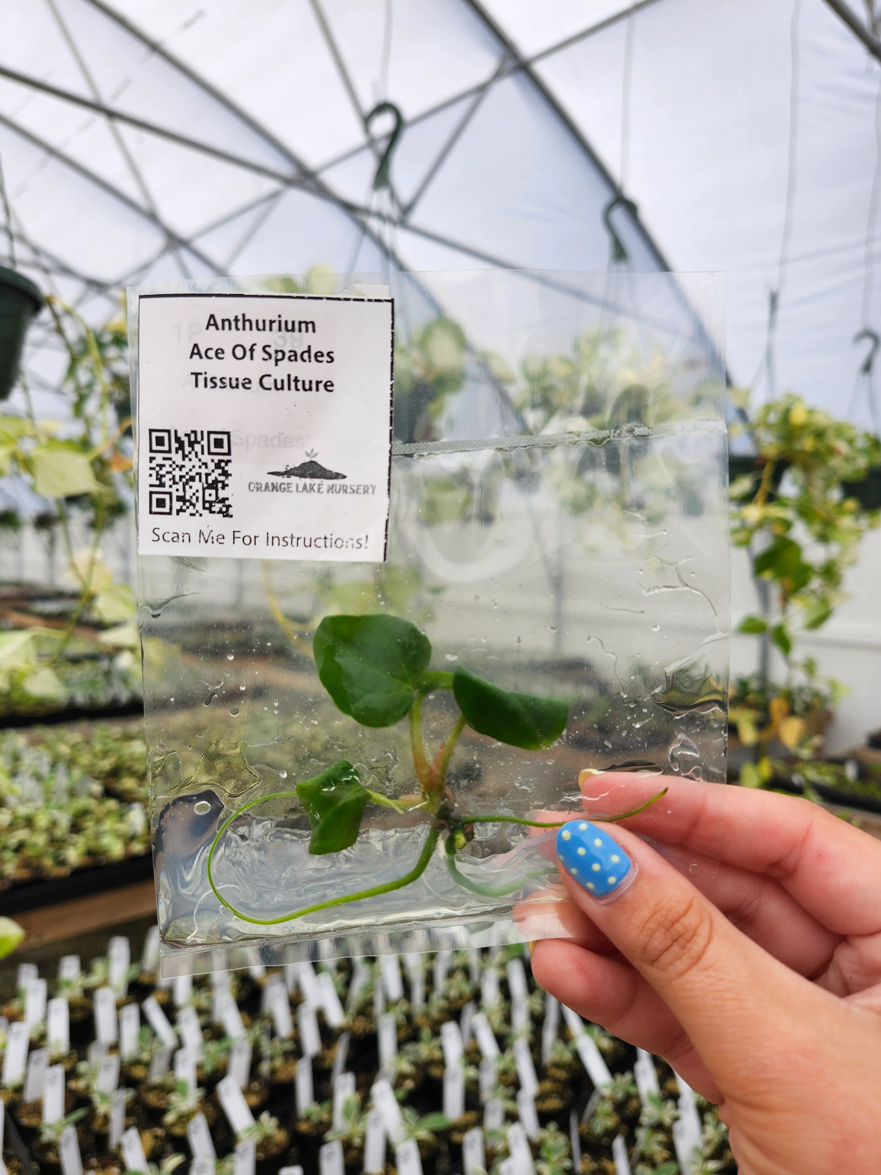 Anthurium Ace Of Spades Tissue Culture - Image 3