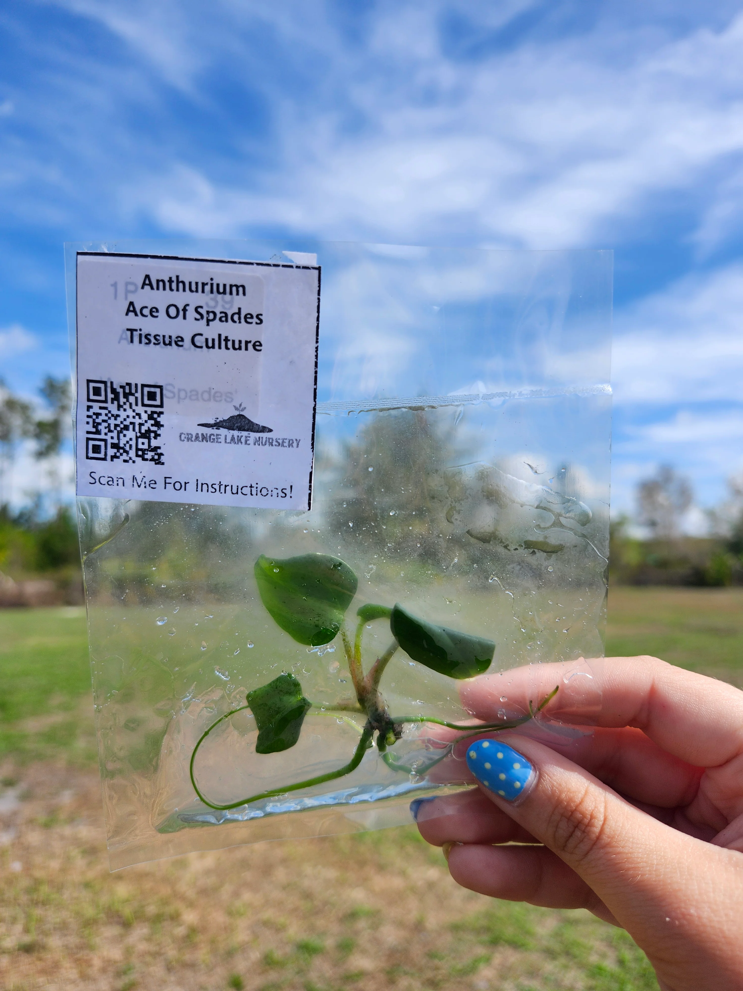 Anthurium Ace Of Spades Tissue Culture - Image 6