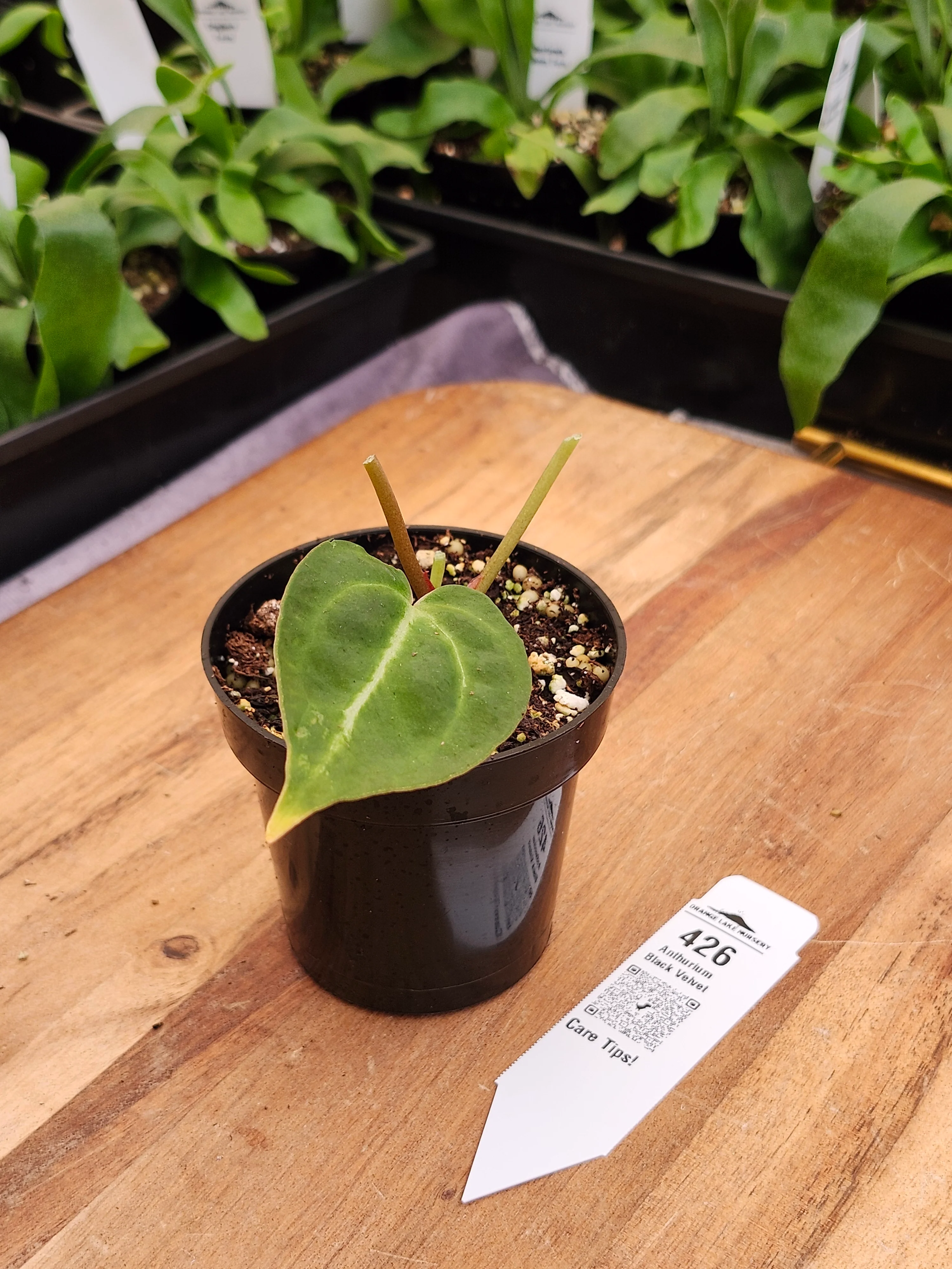 Anthurium Black Velvet (3in)-426 - Image 2