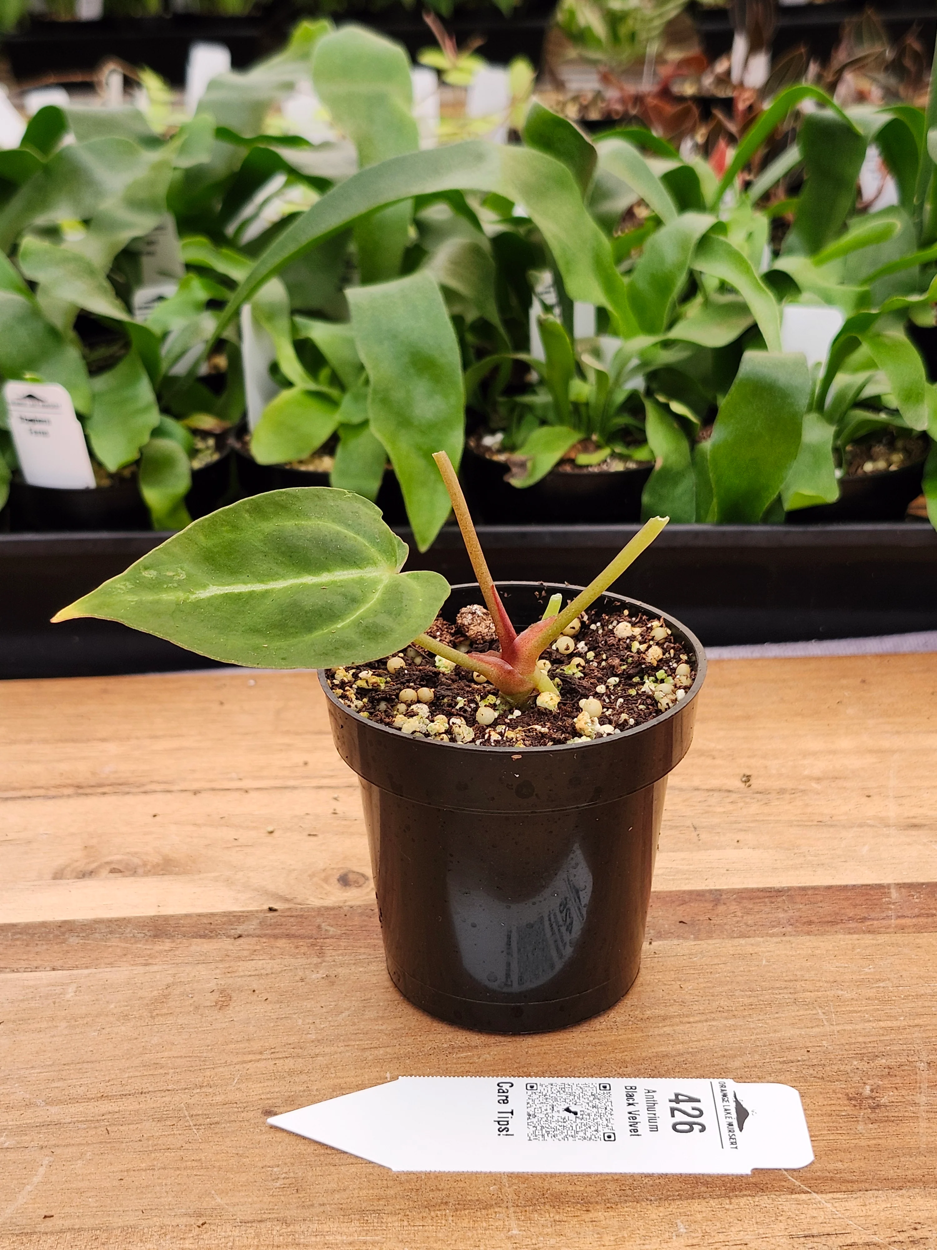 Anthurium Black Velvet (3in)-426 - Image 3