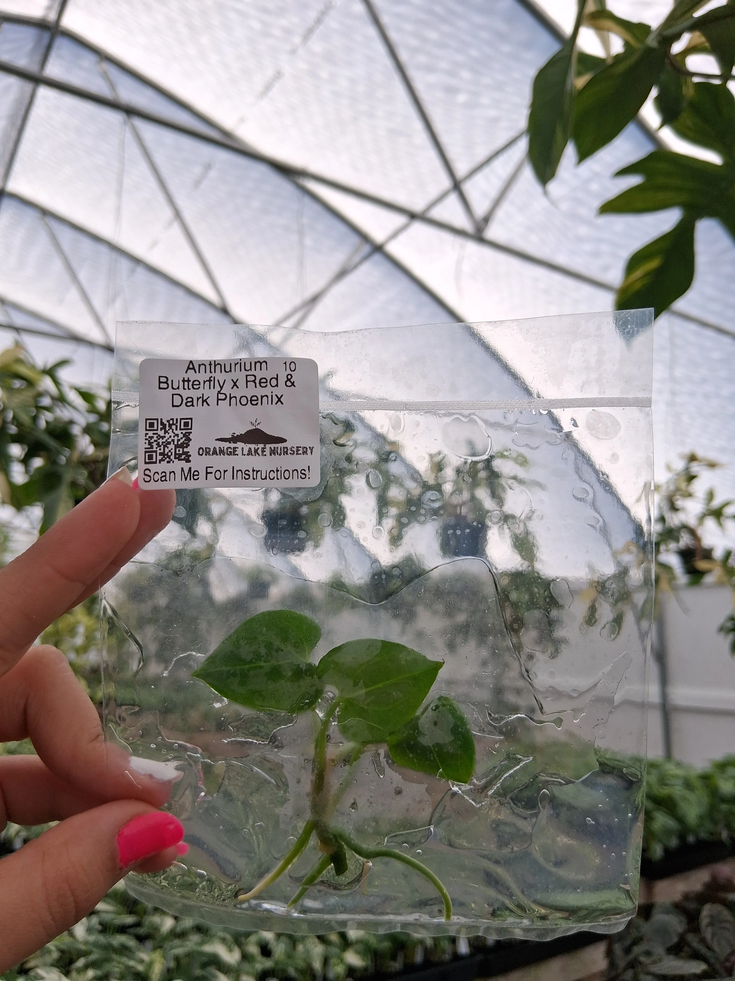 Anthurium Butterfly x Red & Dark Phoenix Tissue Culture