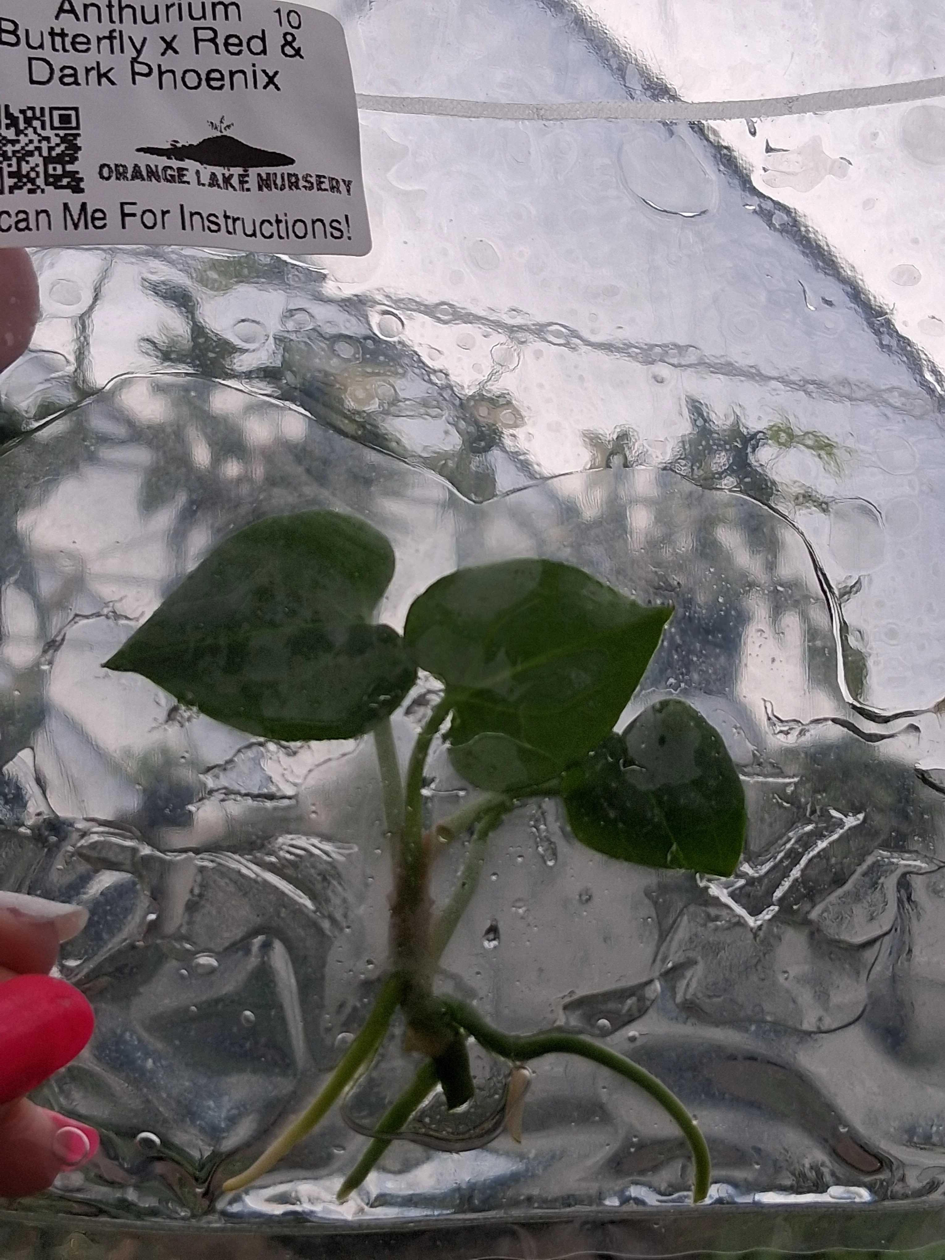 Anthurium Butterfly x Red & Dark Phoenix Tissue Culture - Image 2