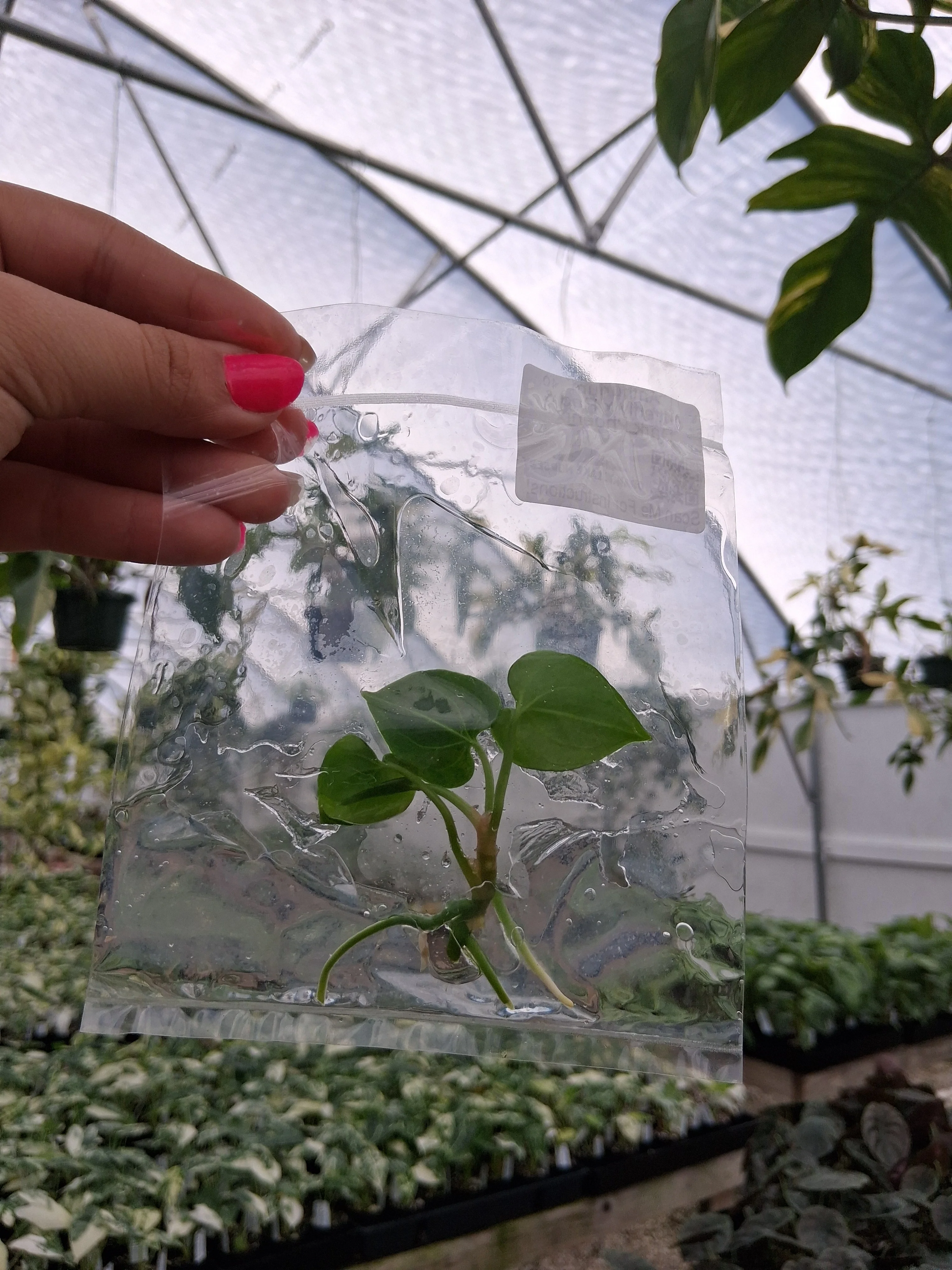 Anthurium Butterfly x Red & Dark Phoenix Tissue Culture - Image 3