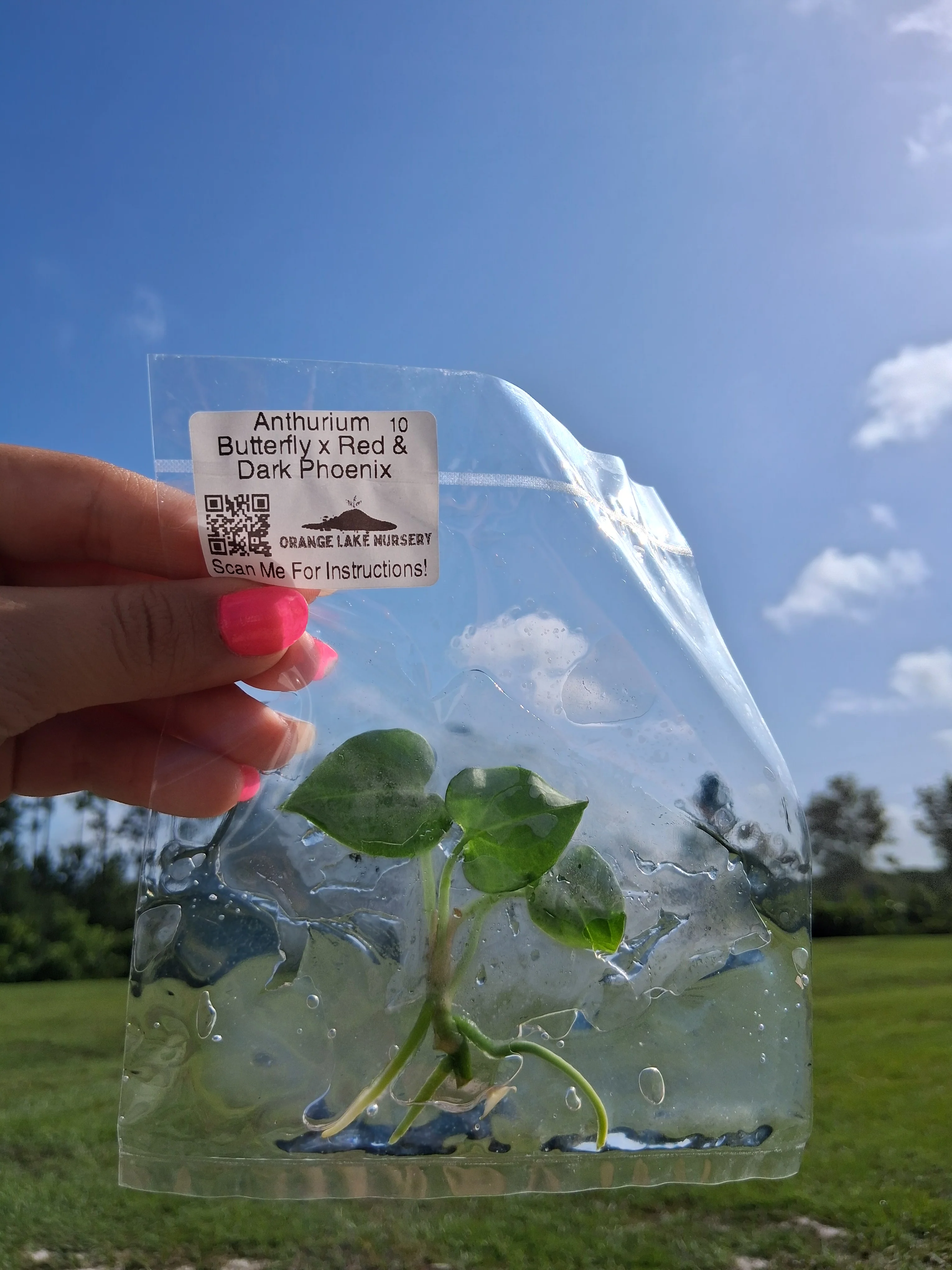 Anthurium Butterfly x Red & Dark Phoenix Tissue Culture - Image 4