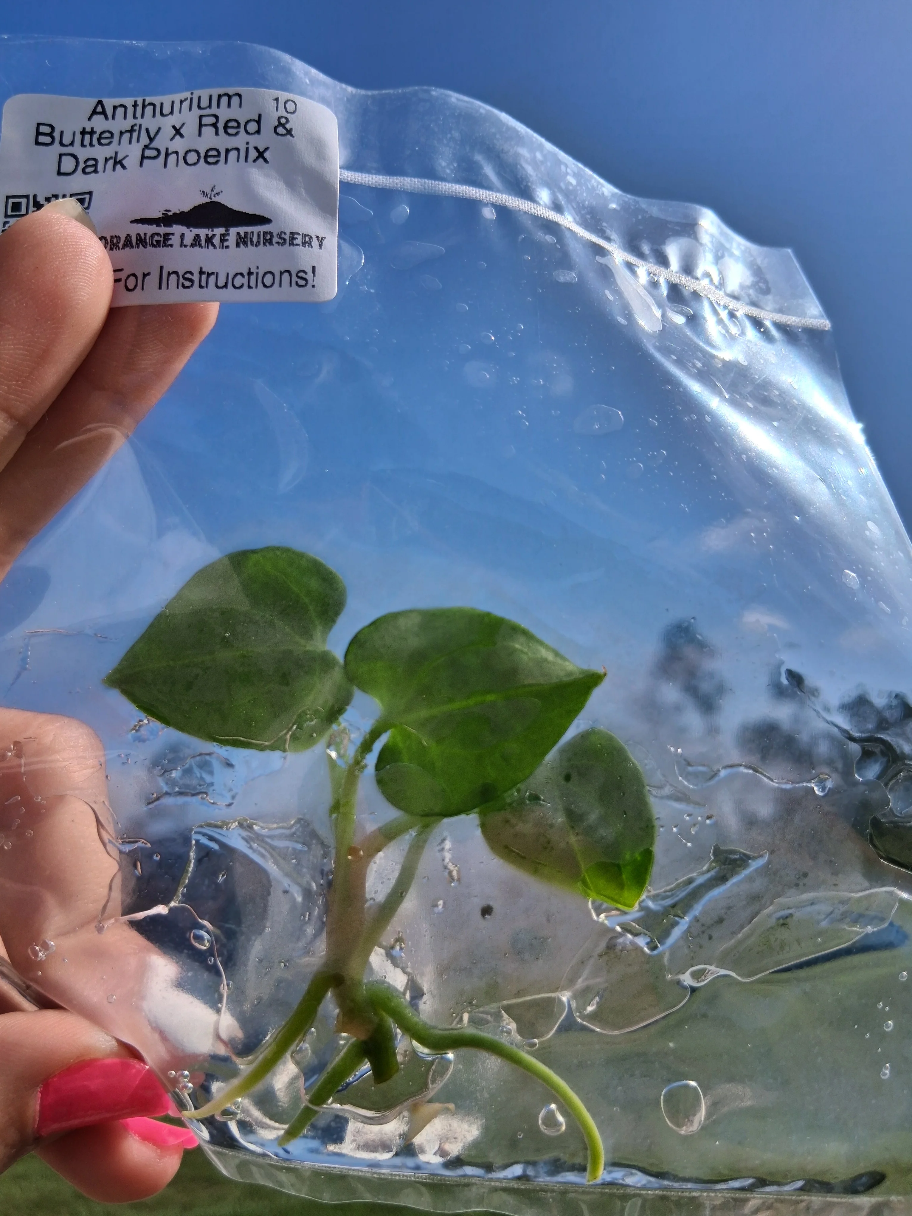 Anthurium Butterfly x Red & Dark Phoenix Tissue Culture - Image 5