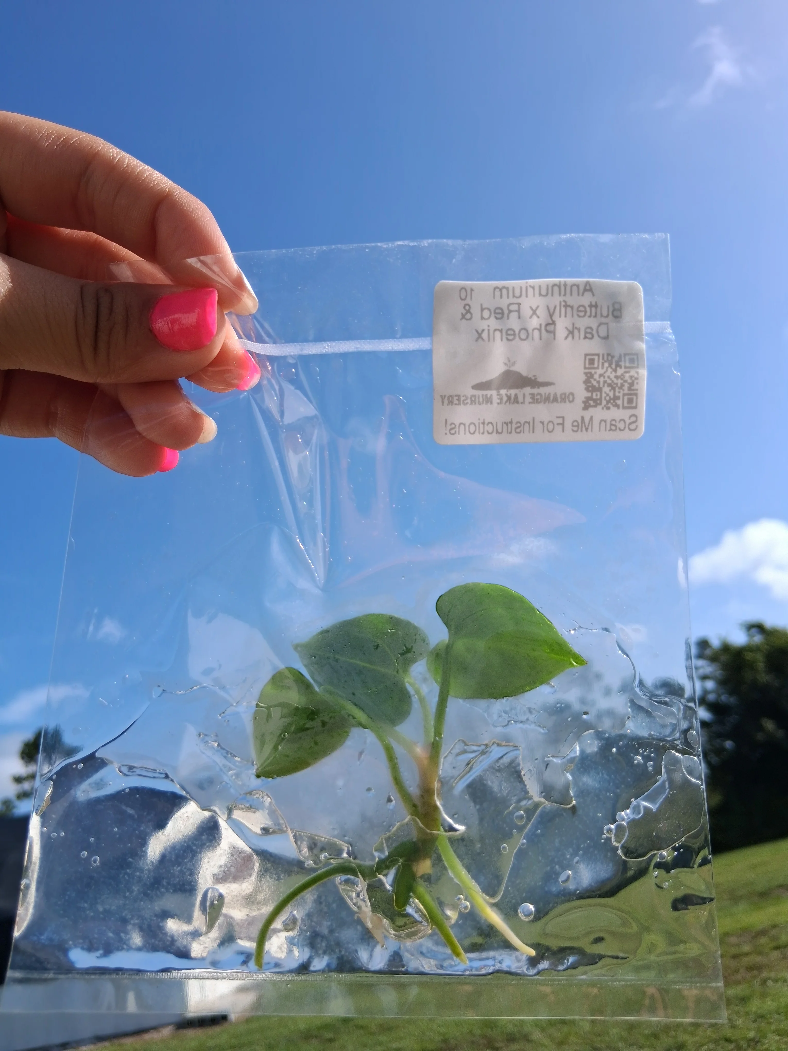 Anthurium Butterfly x Red & Dark Phoenix Tissue Culture - Image 6