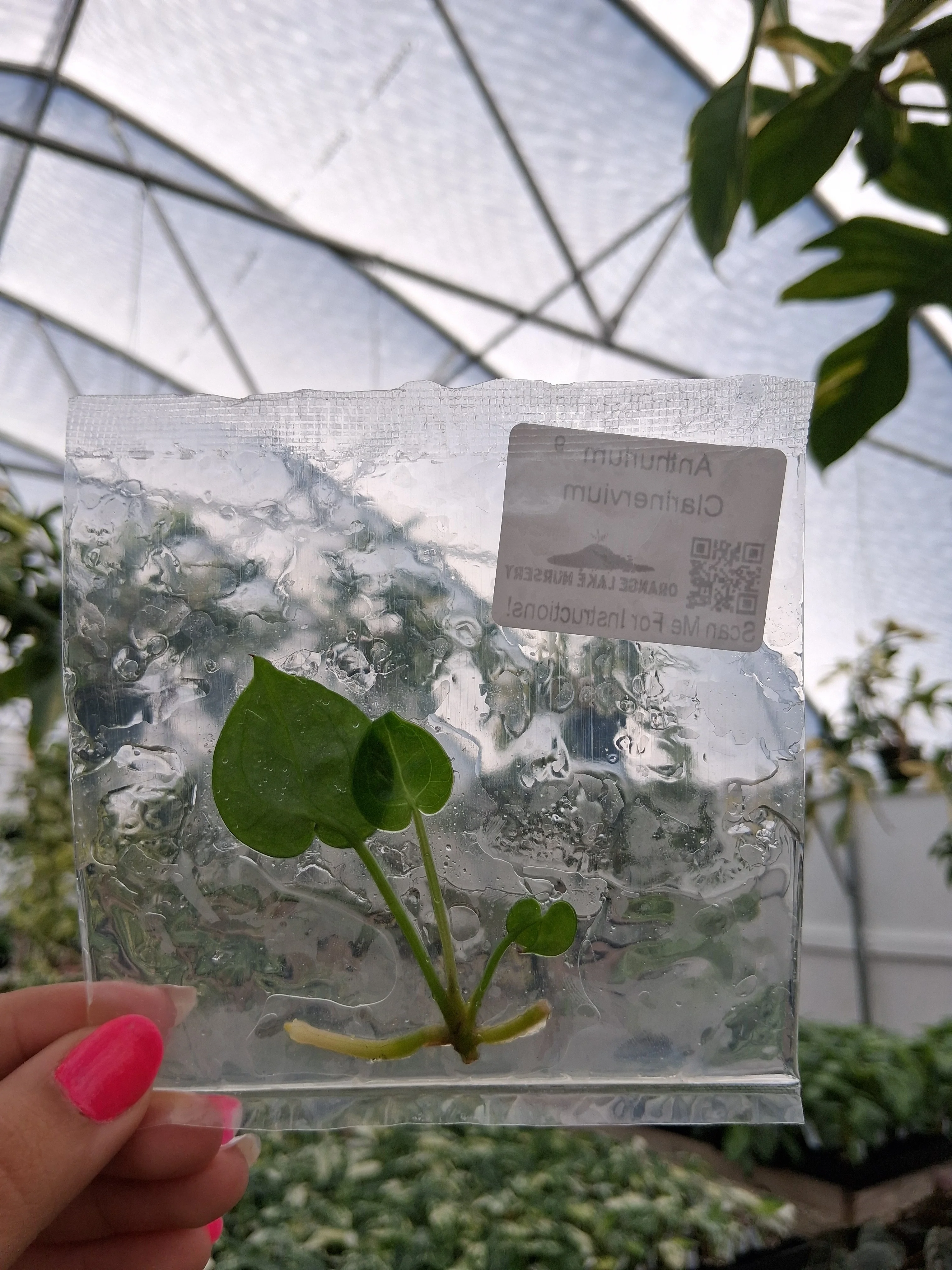 Anthurium Clarinervium Tissue Culture - Image 3