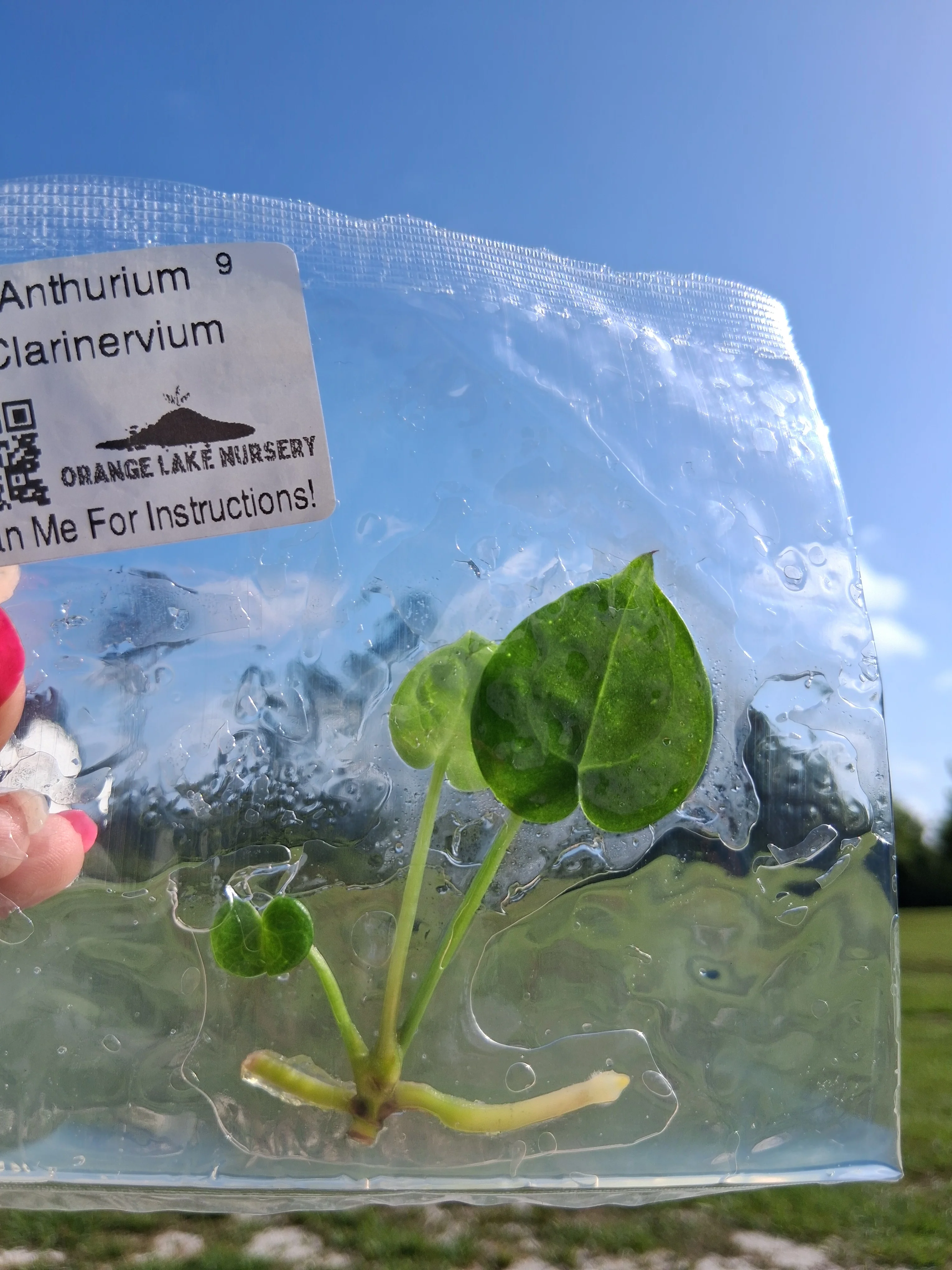 Anthurium Clarinervium Tissue Culture - Image 4