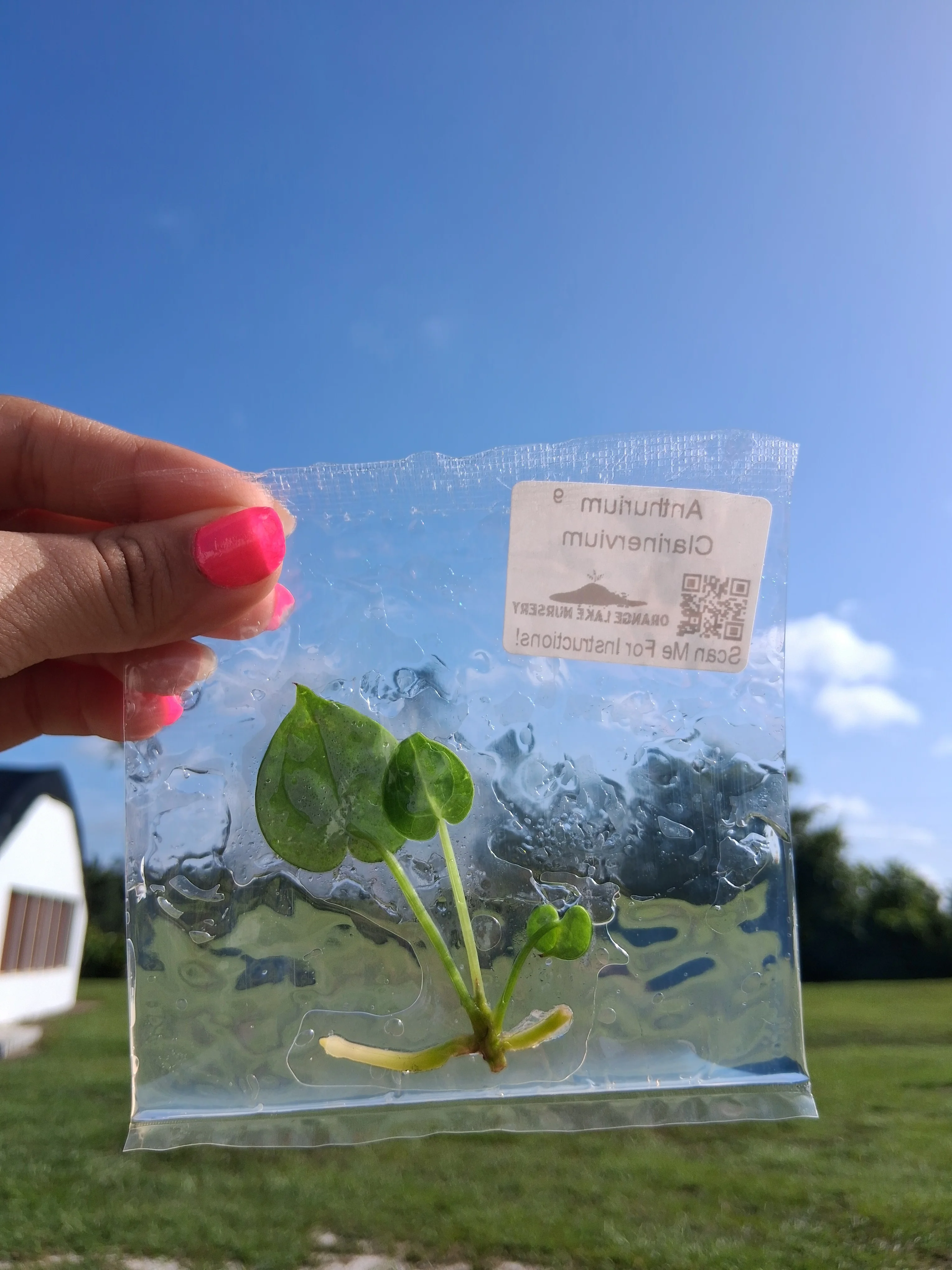Anthurium Clarinervium Tissue Culture - Image 5