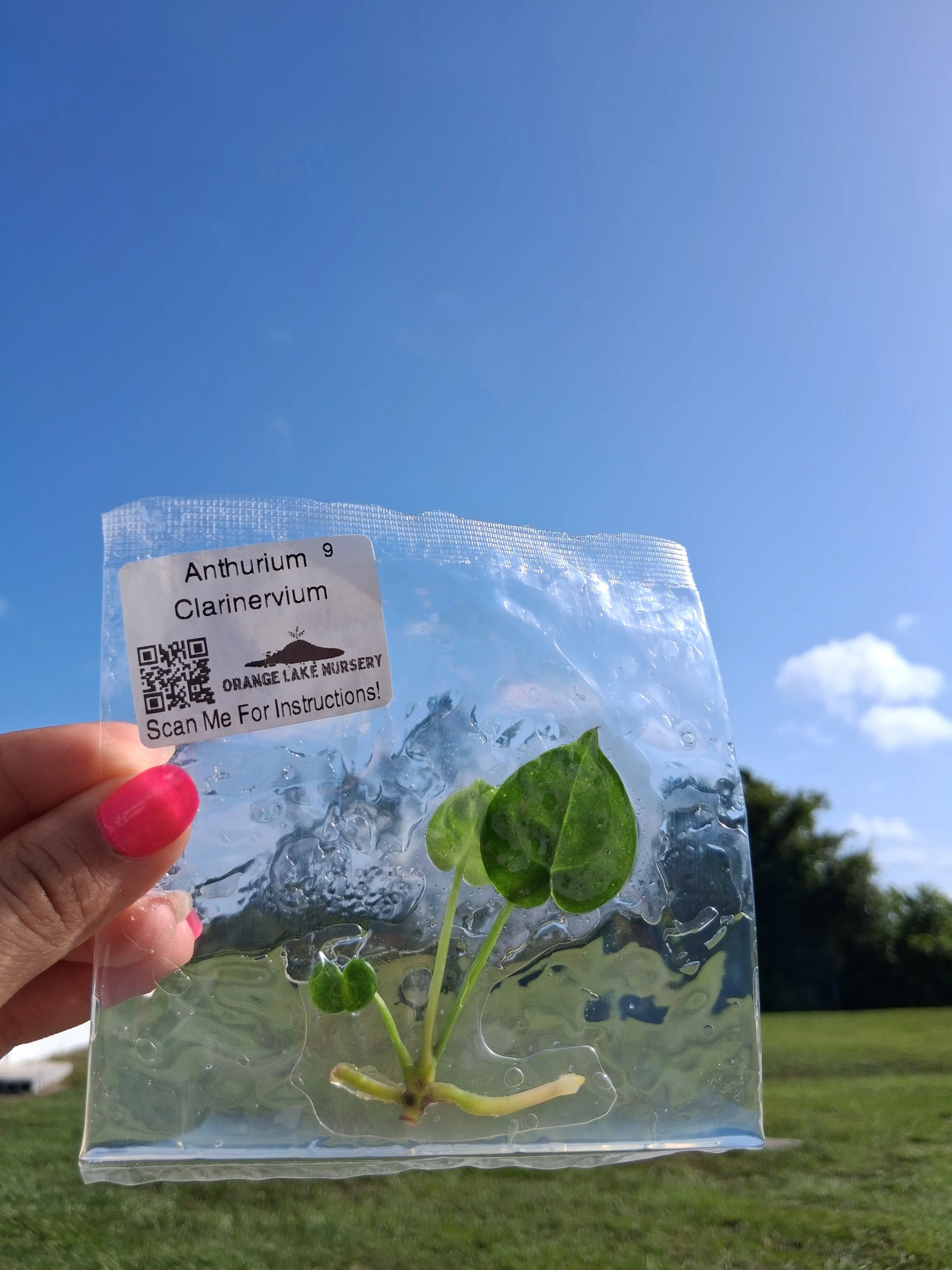 Anthurium Clarinervium Tissue Culture - Image 6