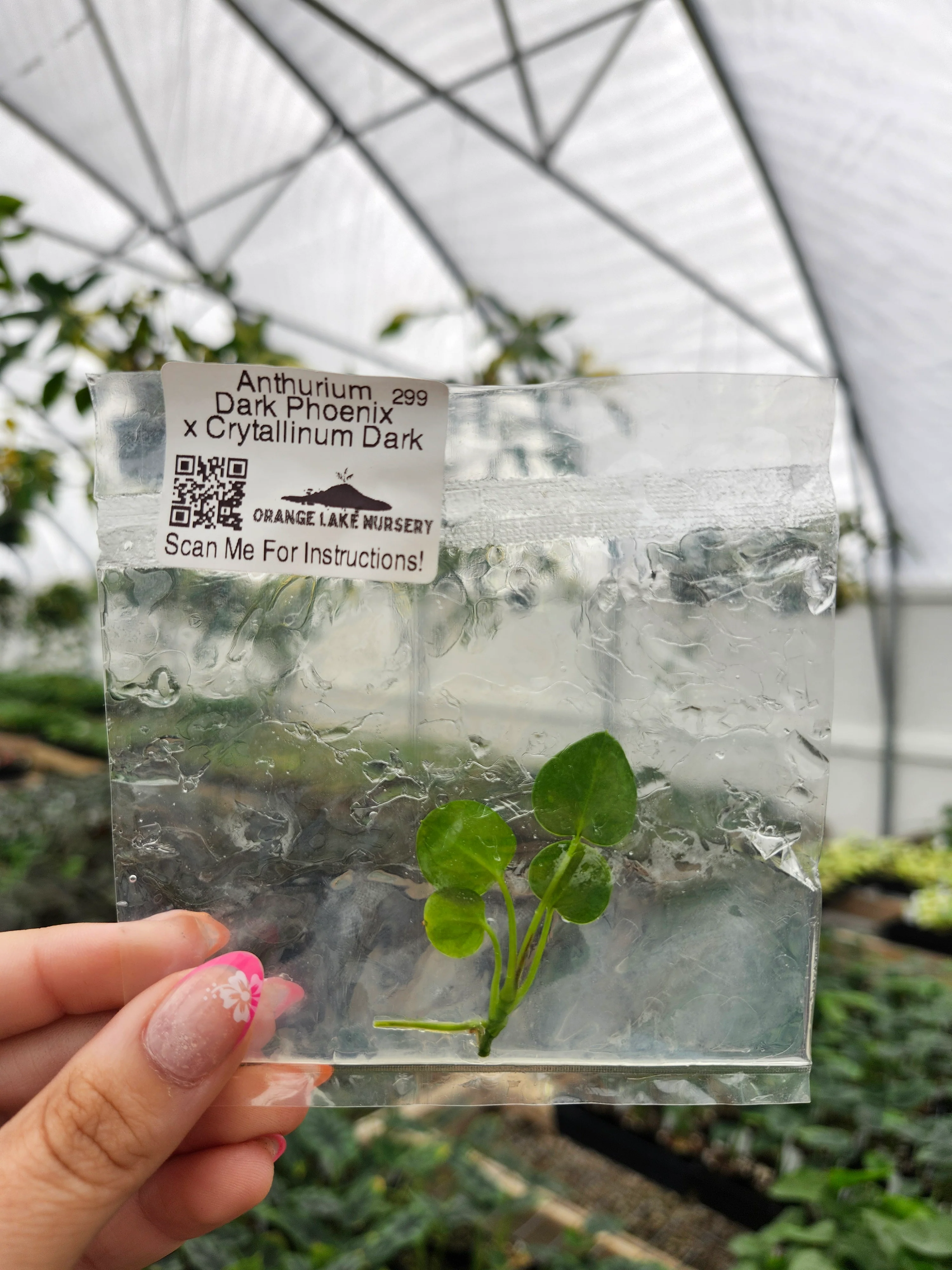 Anthurium Dark Phoenix X Crystallinum Dark Tissue Culture