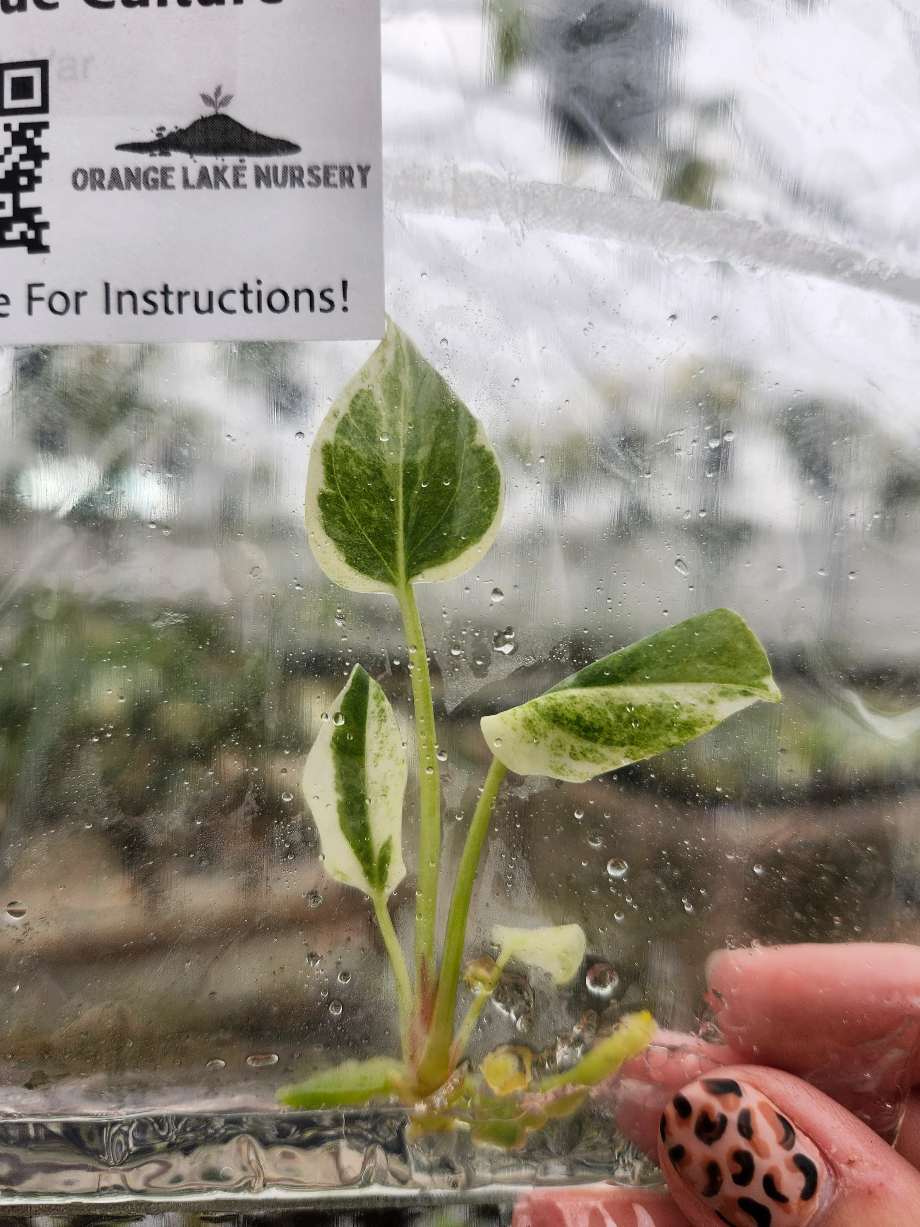 Anthurium Hookeri Pink Tissue Culture - Image 2