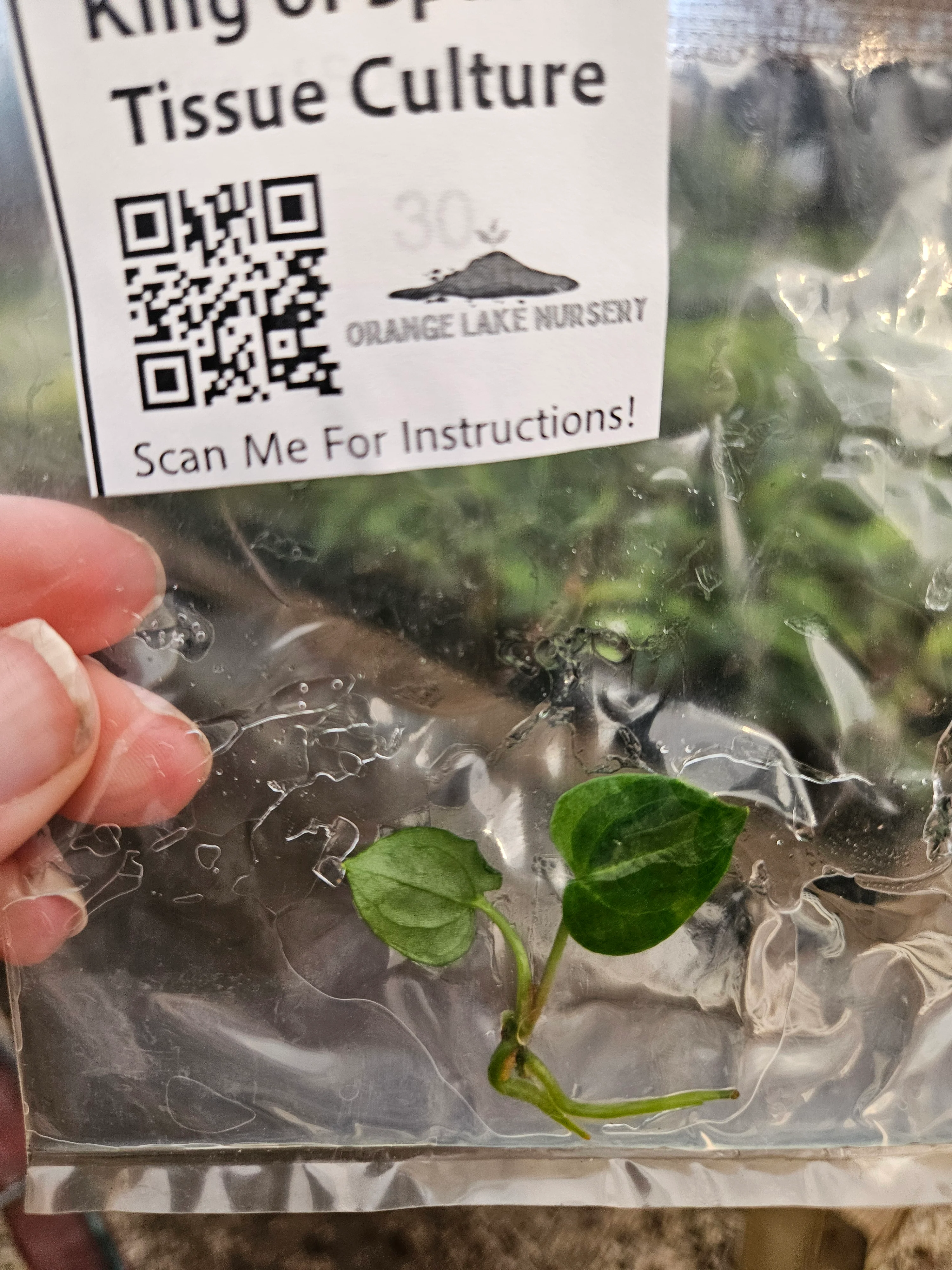 Anthurium King Of Spades Tissue Culture