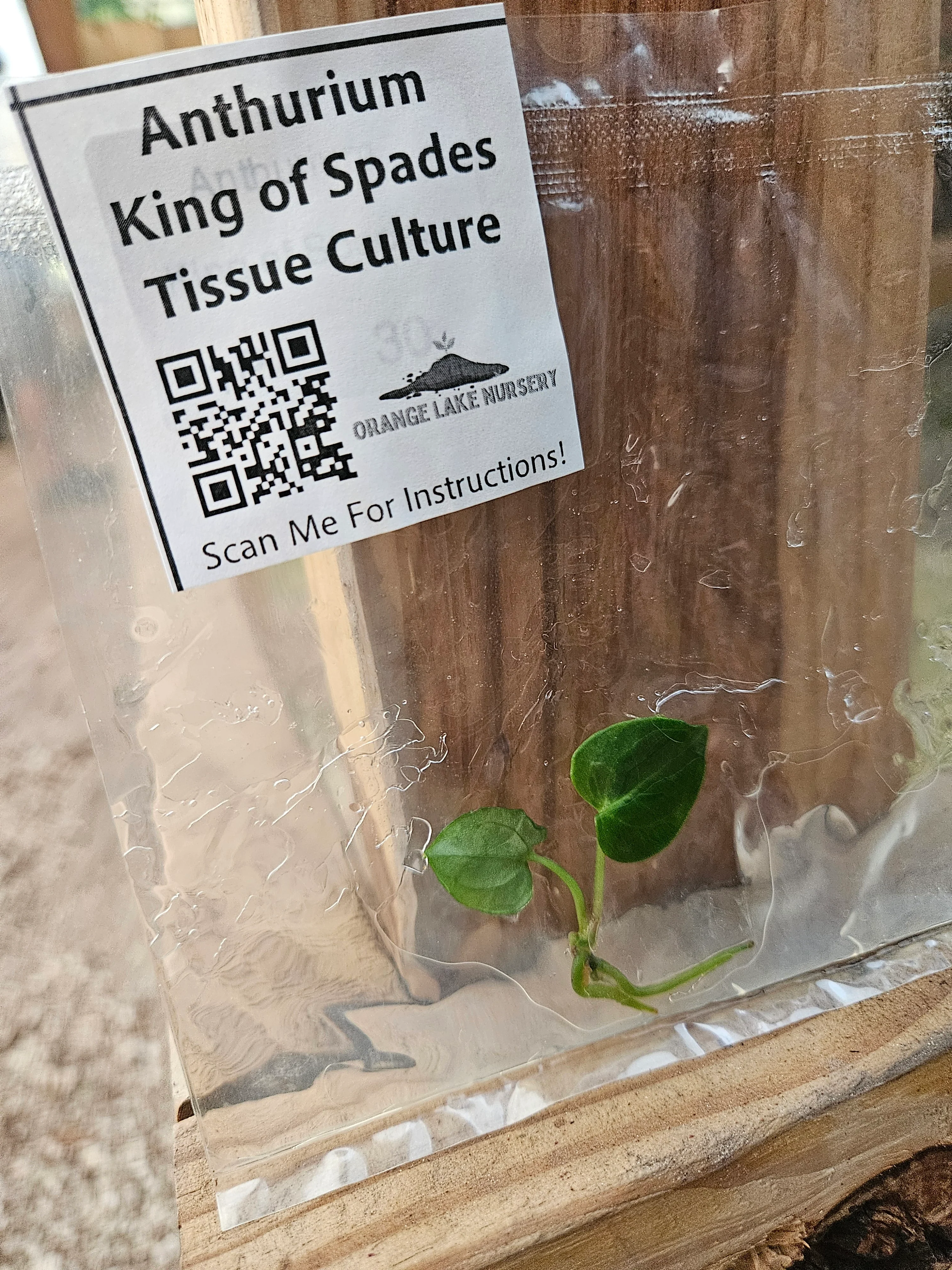 Anthurium King Of Spades Tissue Culture - Image 2