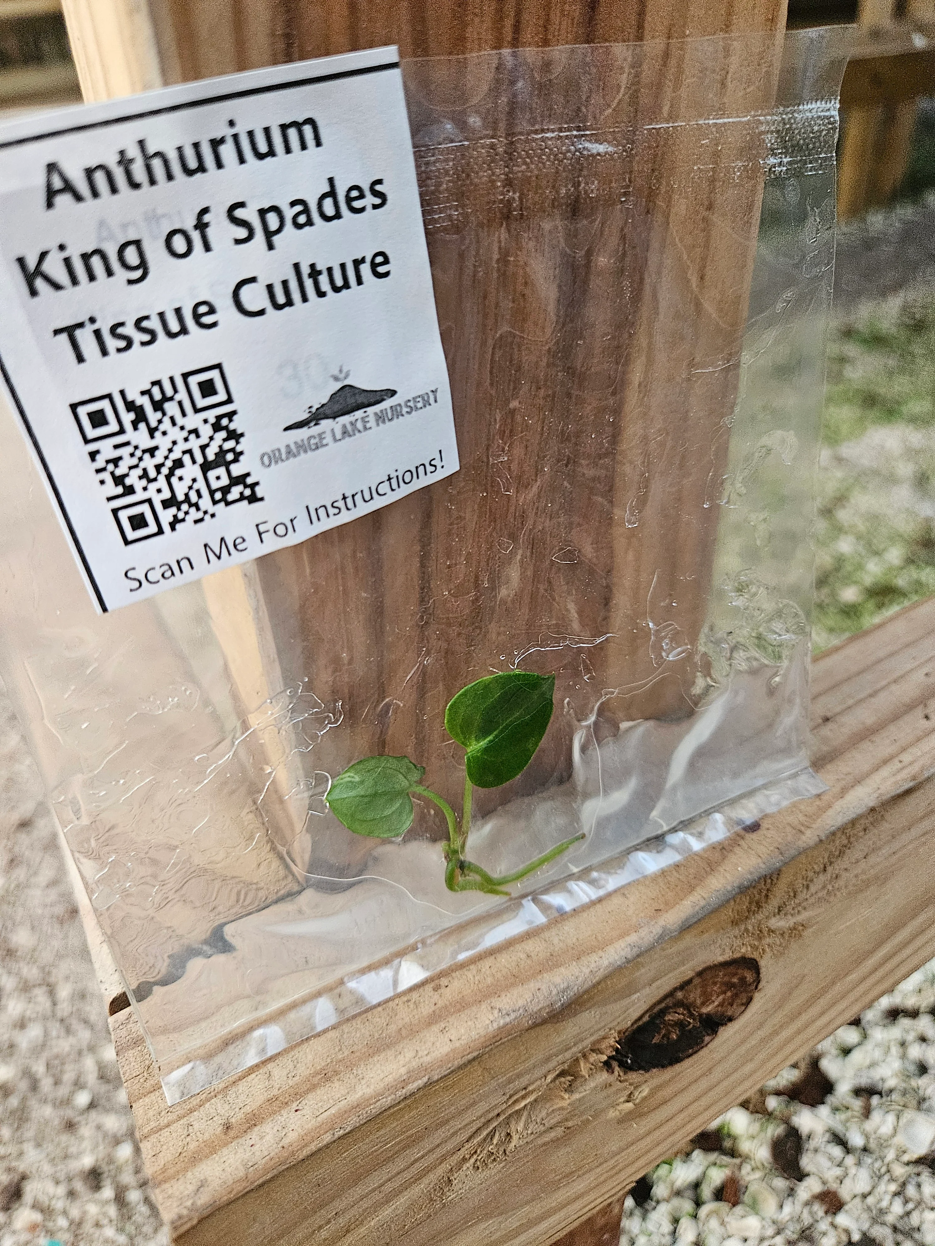 Anthurium King Of Spades Tissue Culture - Image 3
