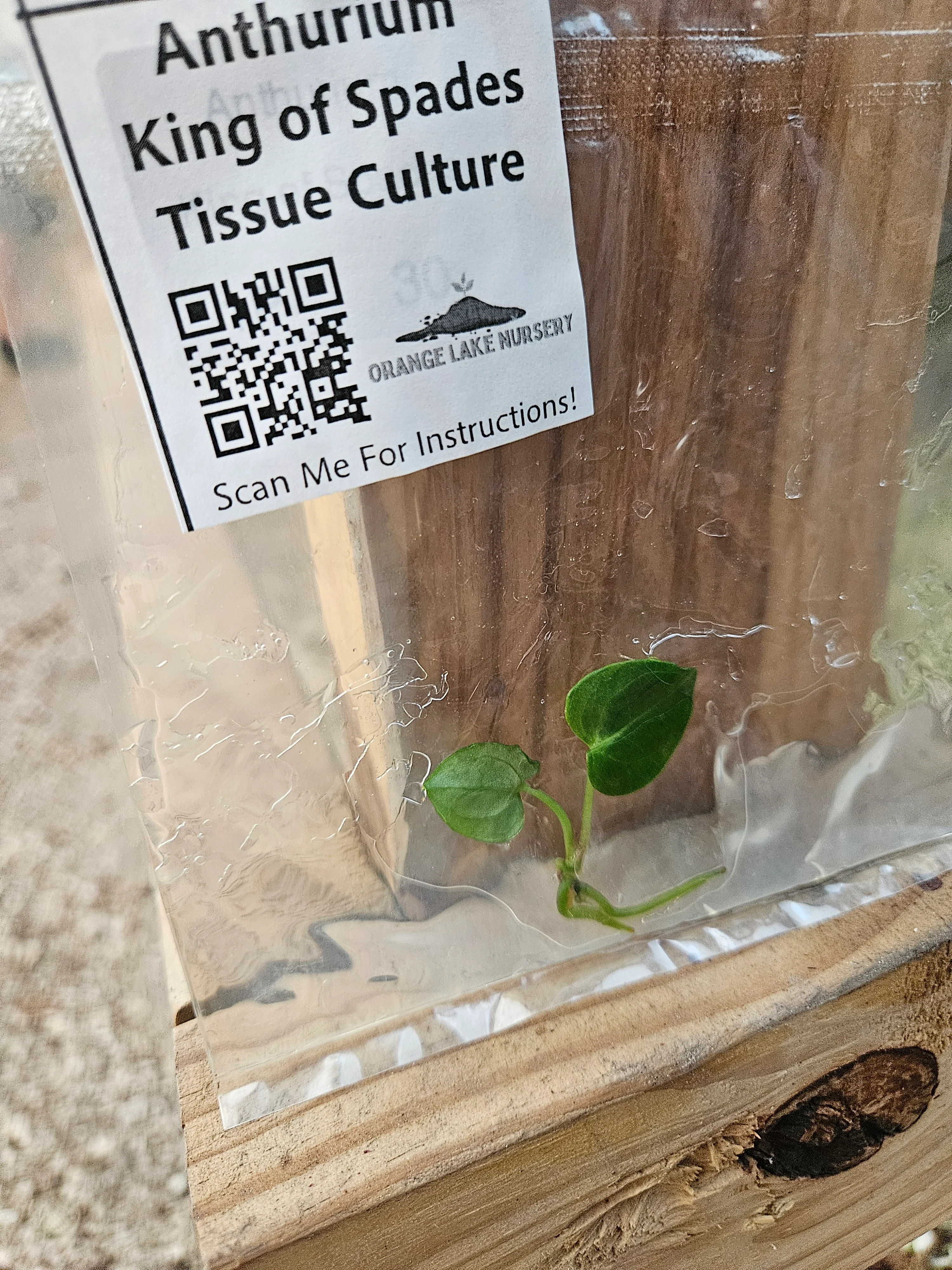 Anthurium King Of Spades Tissue Culture - Image 4