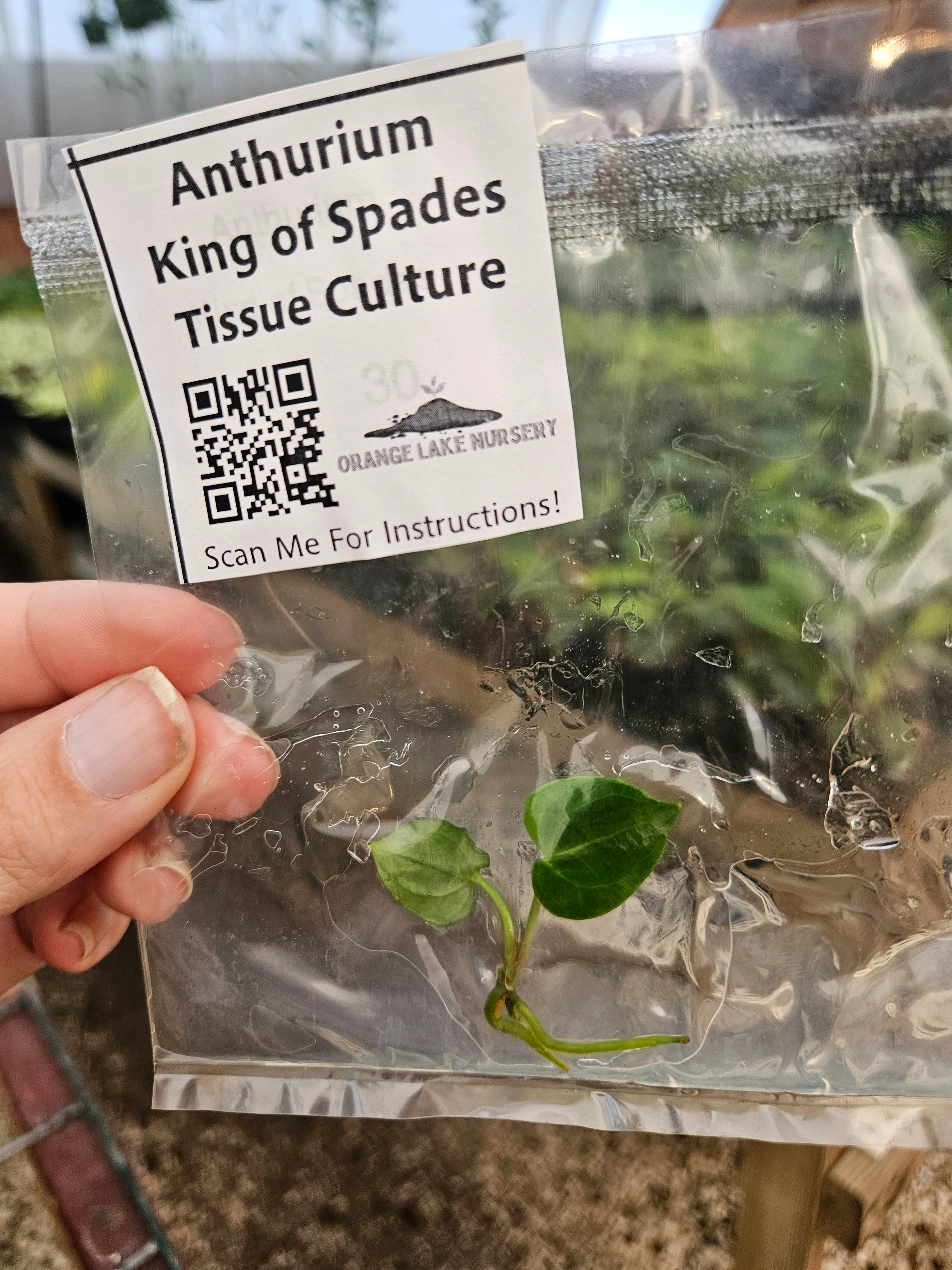 Anthurium King Of Spades Tissue Culture - Image 5