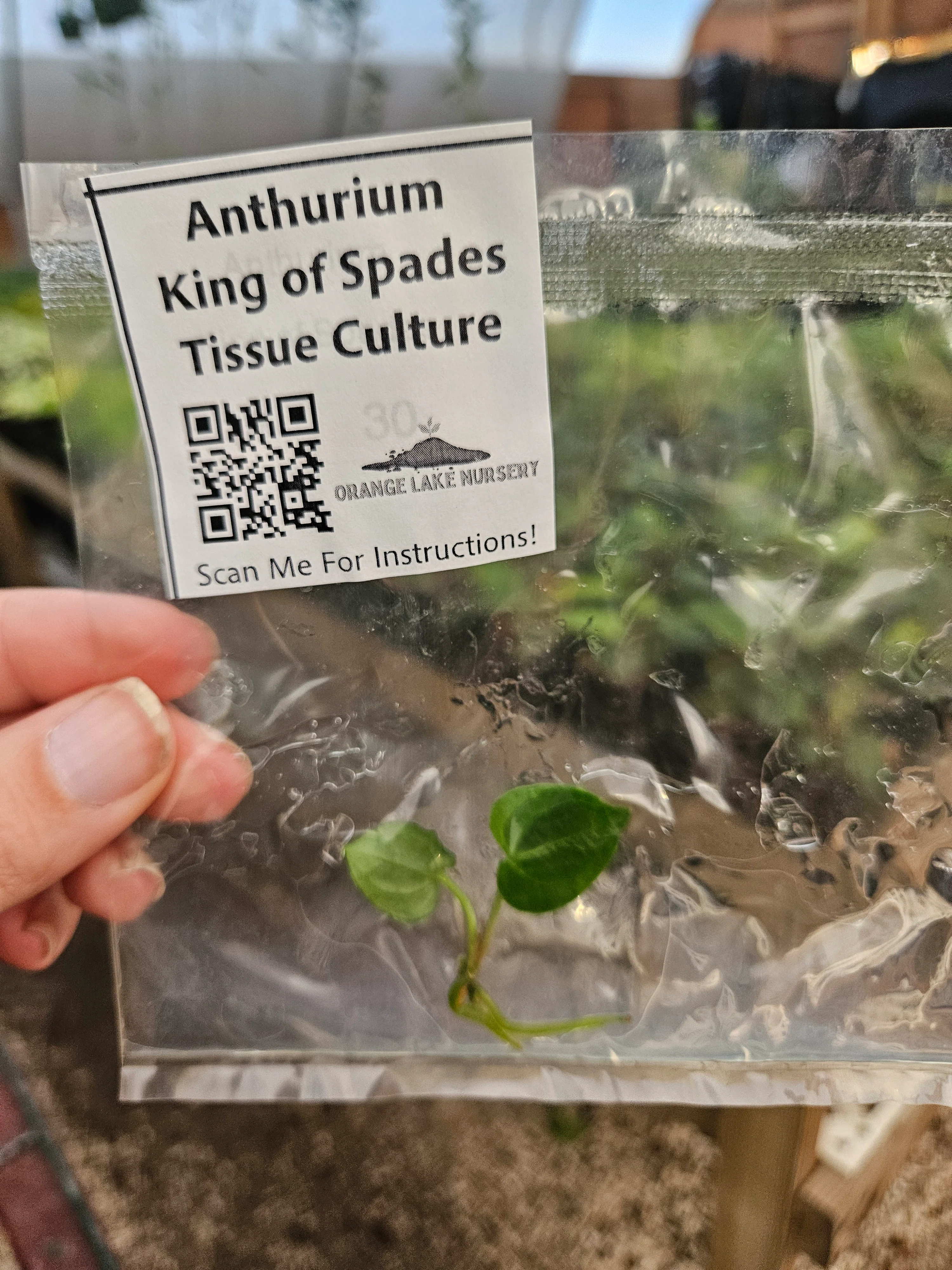 Anthurium King Of Spades Tissue Culture - Image 6