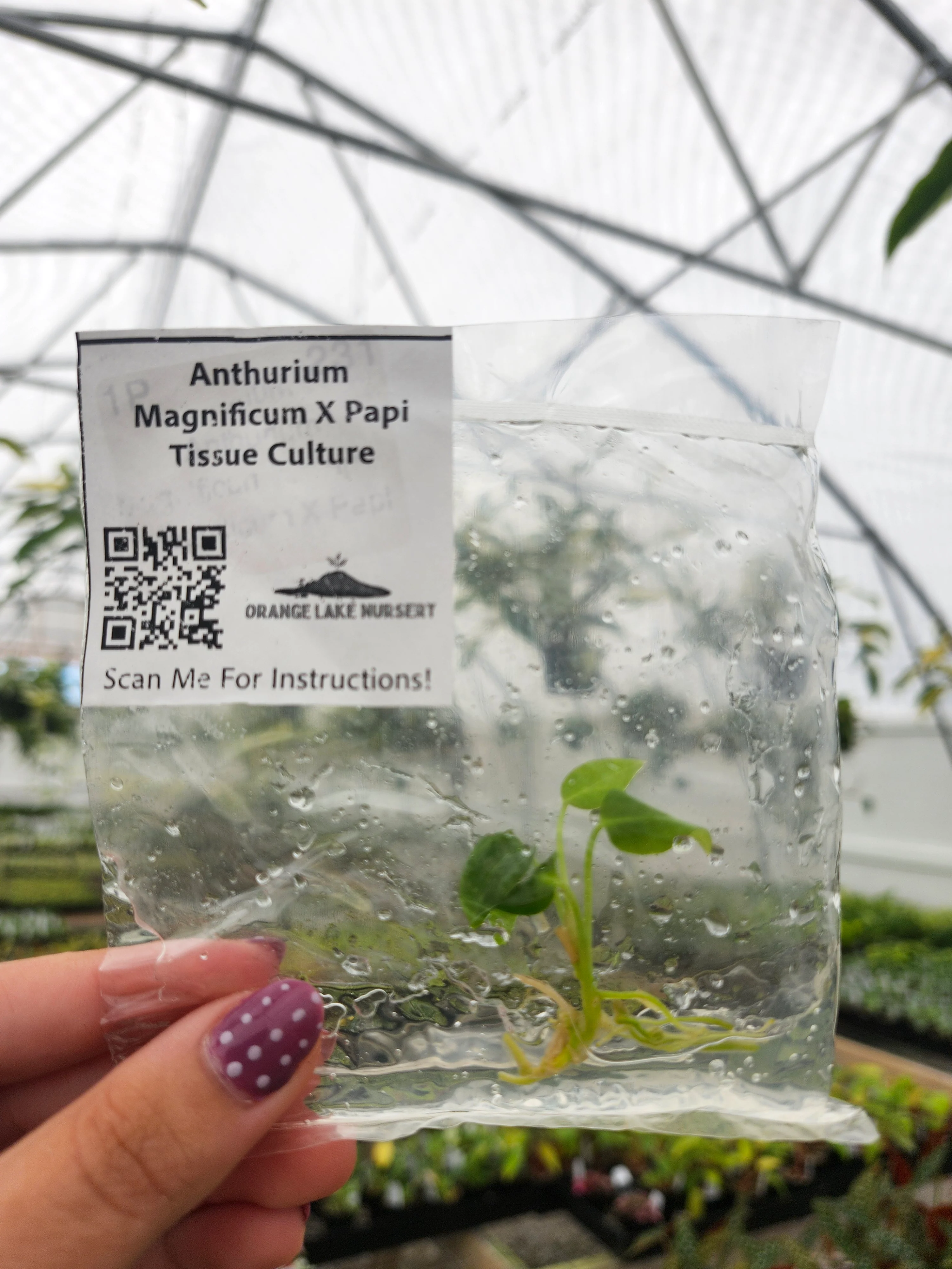 Anthurium Magnificum X Papi Tissue Culture