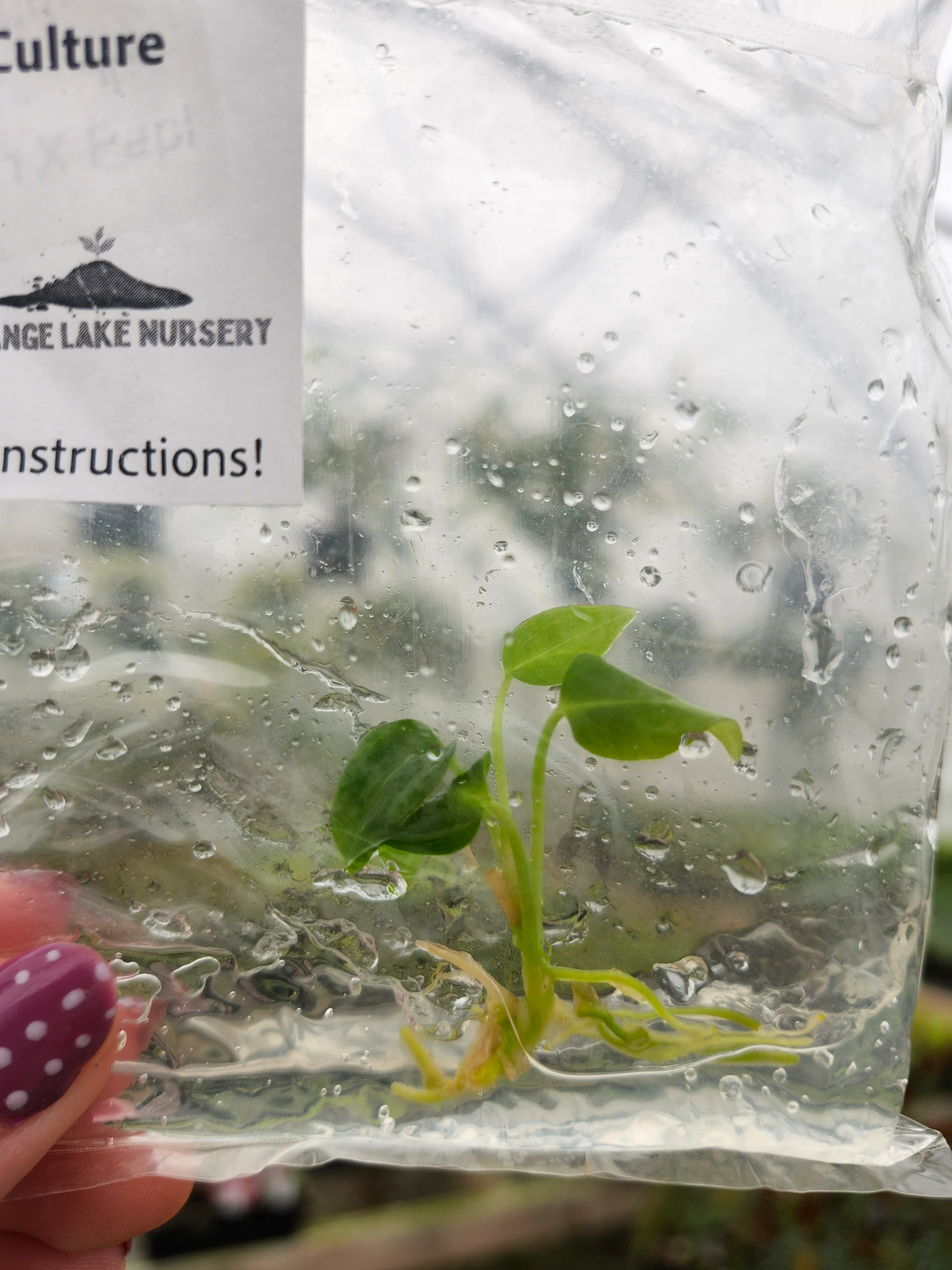 Anthurium Magnificum X Papi Tissue Culture - Image 2
