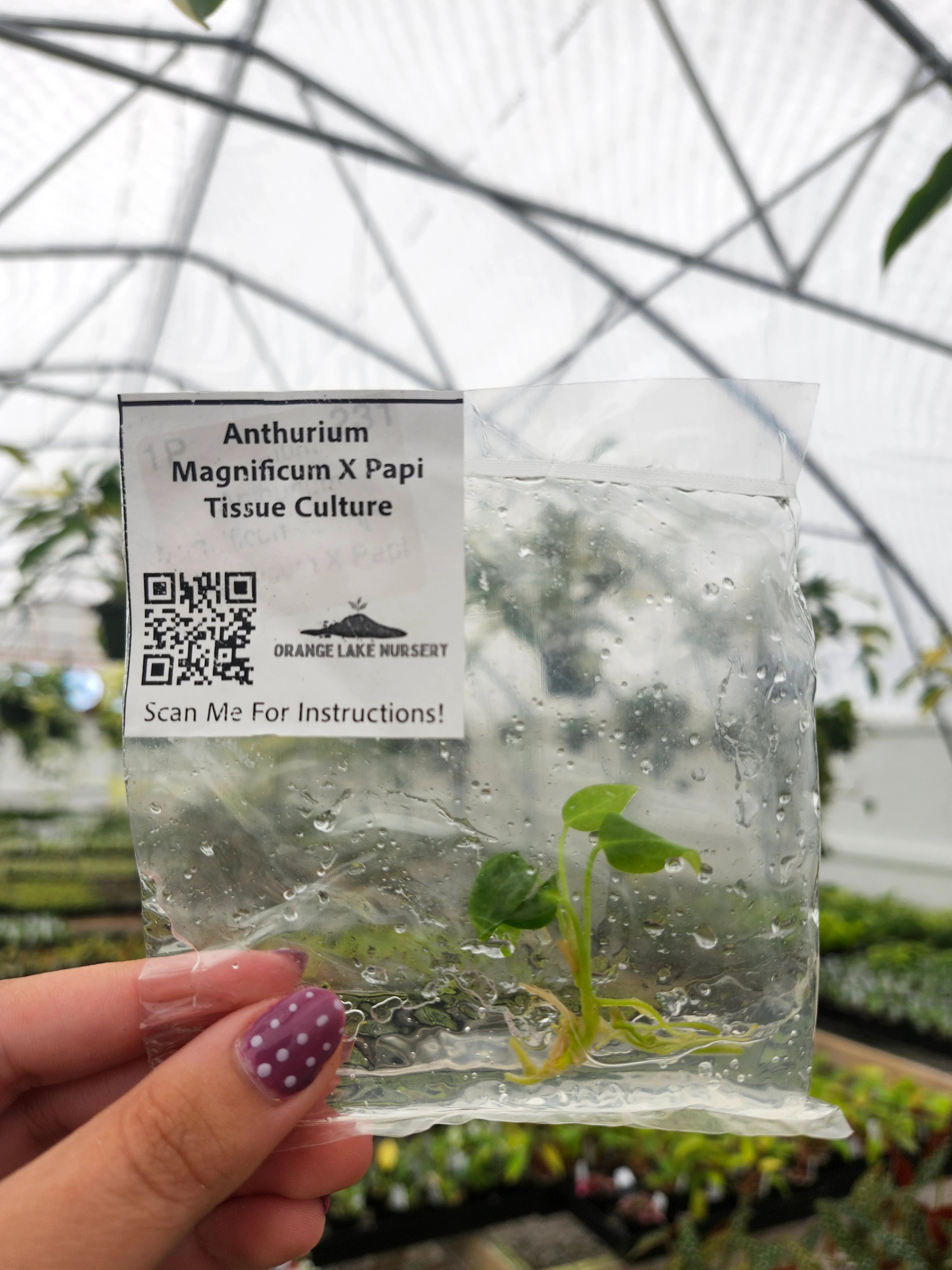Anthurium Magnificum X Papi Tissue Culture - Image 3