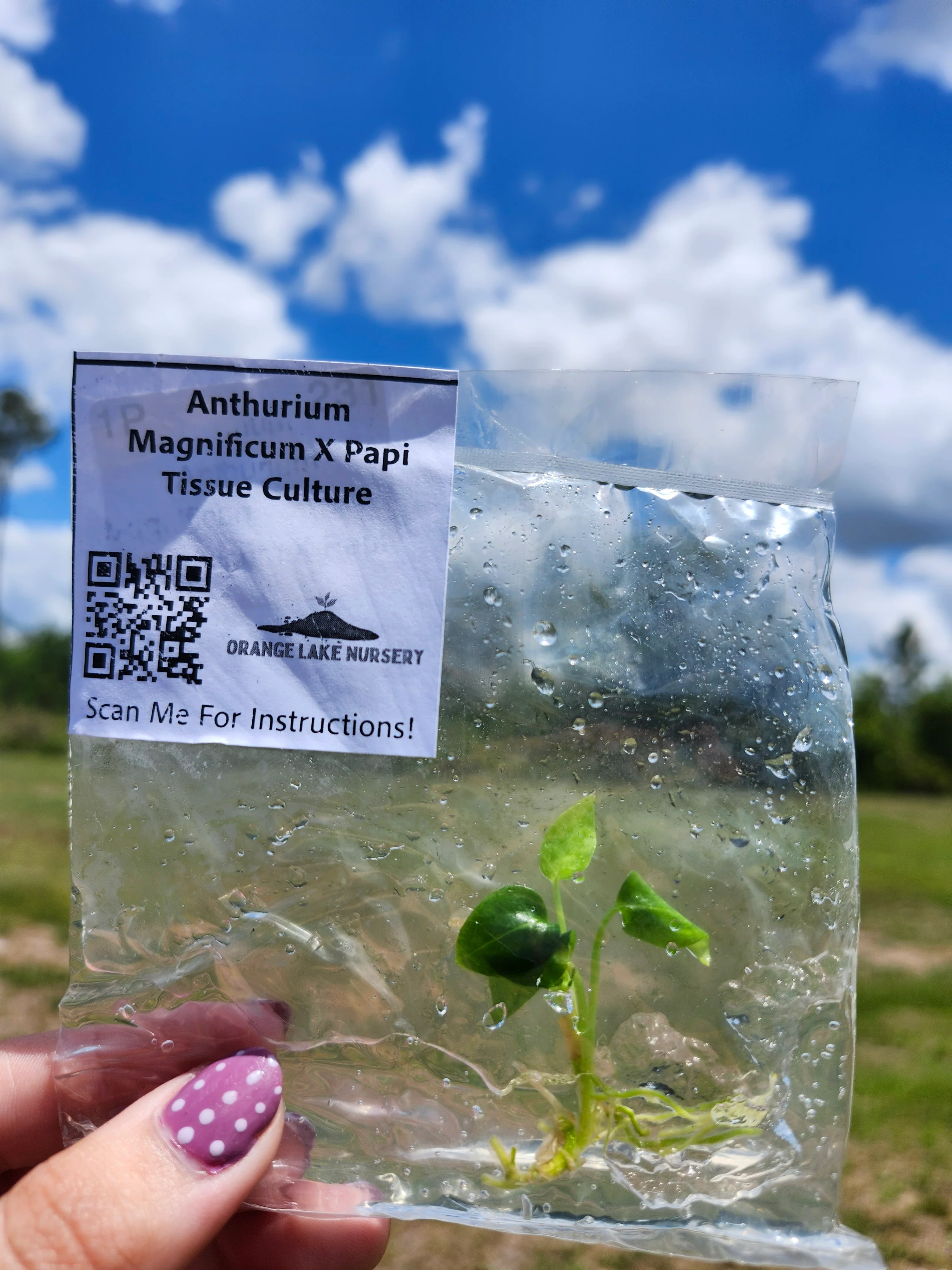 Anthurium Magnificum X Papi Tissue Culture - Image 5