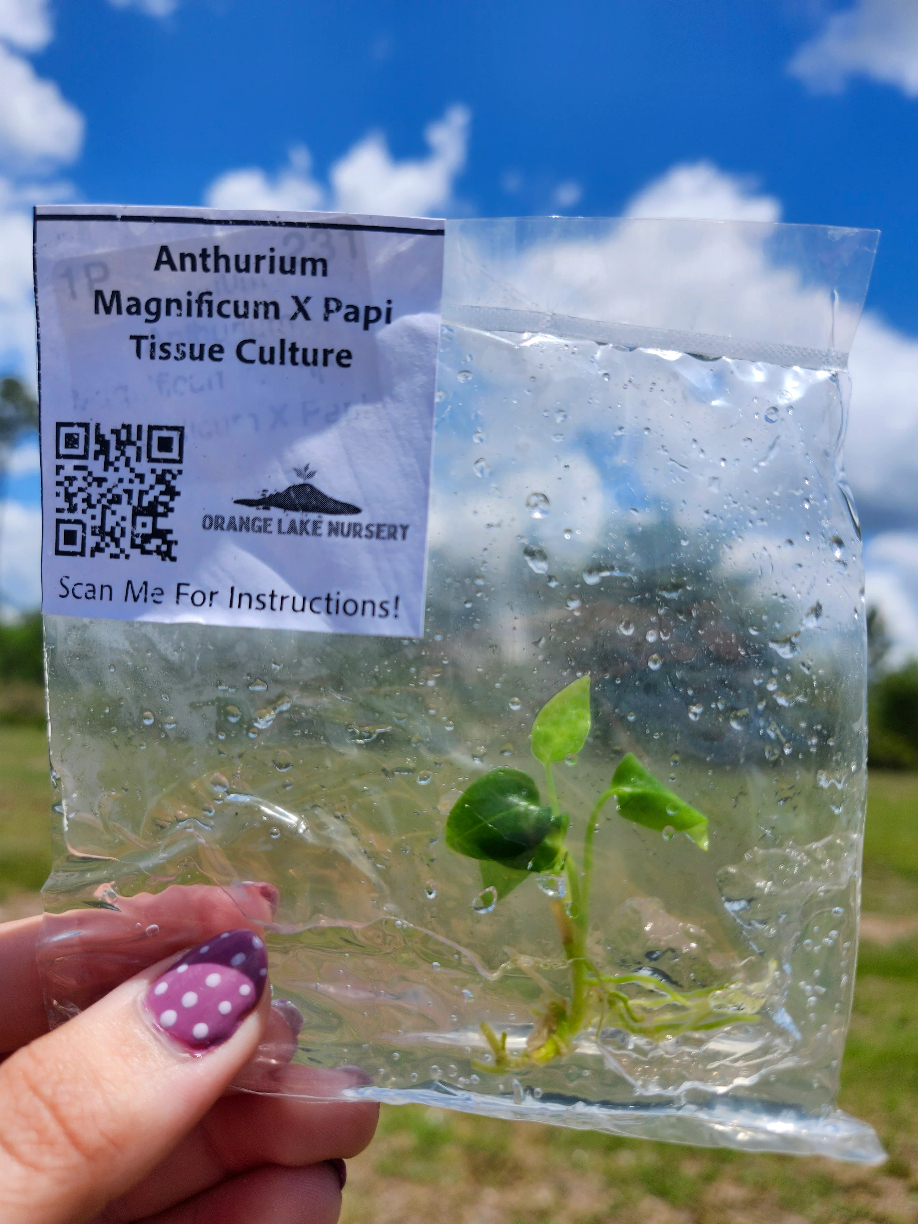 Anthurium Magnificum X Papi Tissue Culture - Image 6