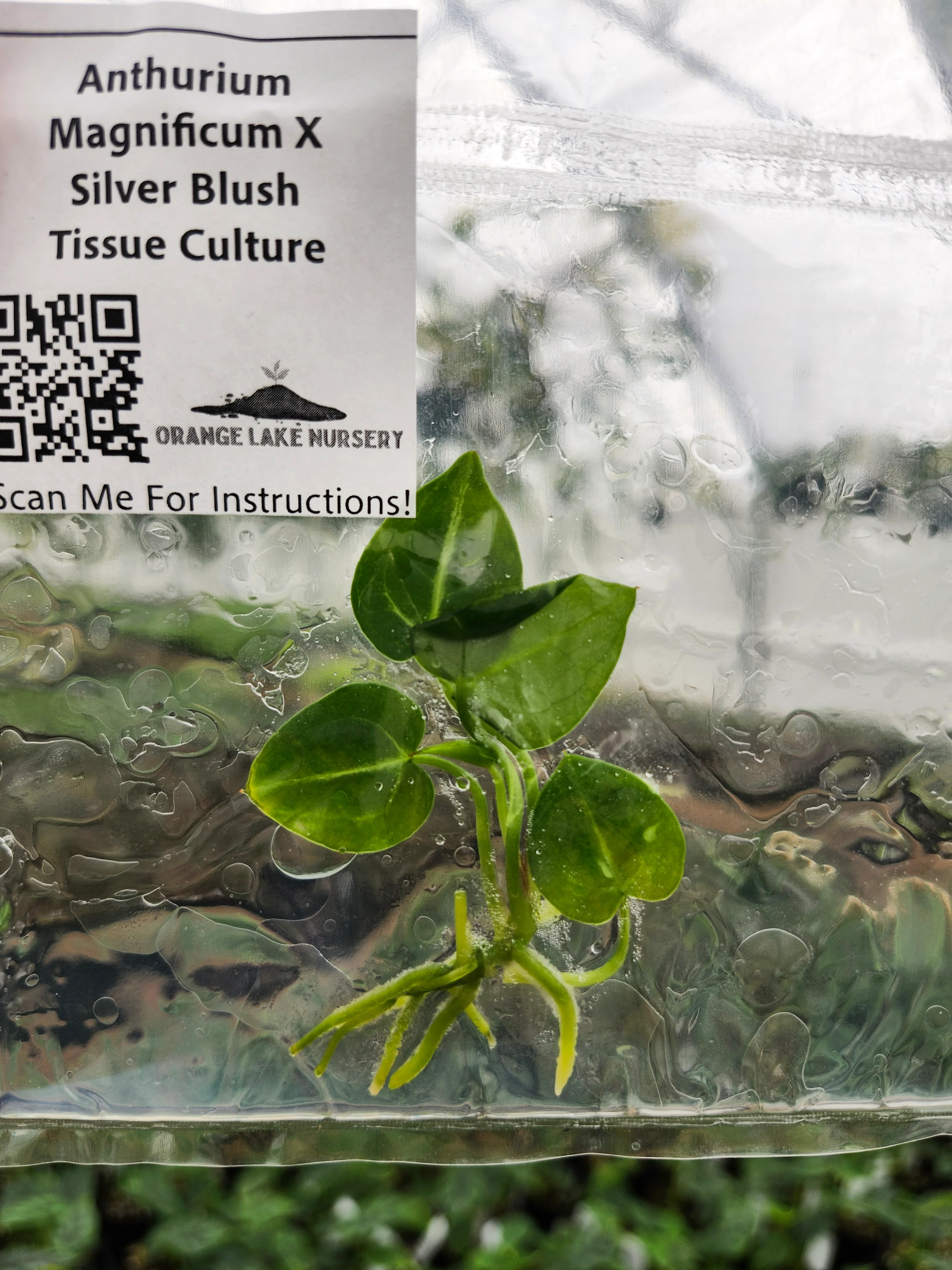 Anthurium Magnificum X Silver Blush Tissue Culture