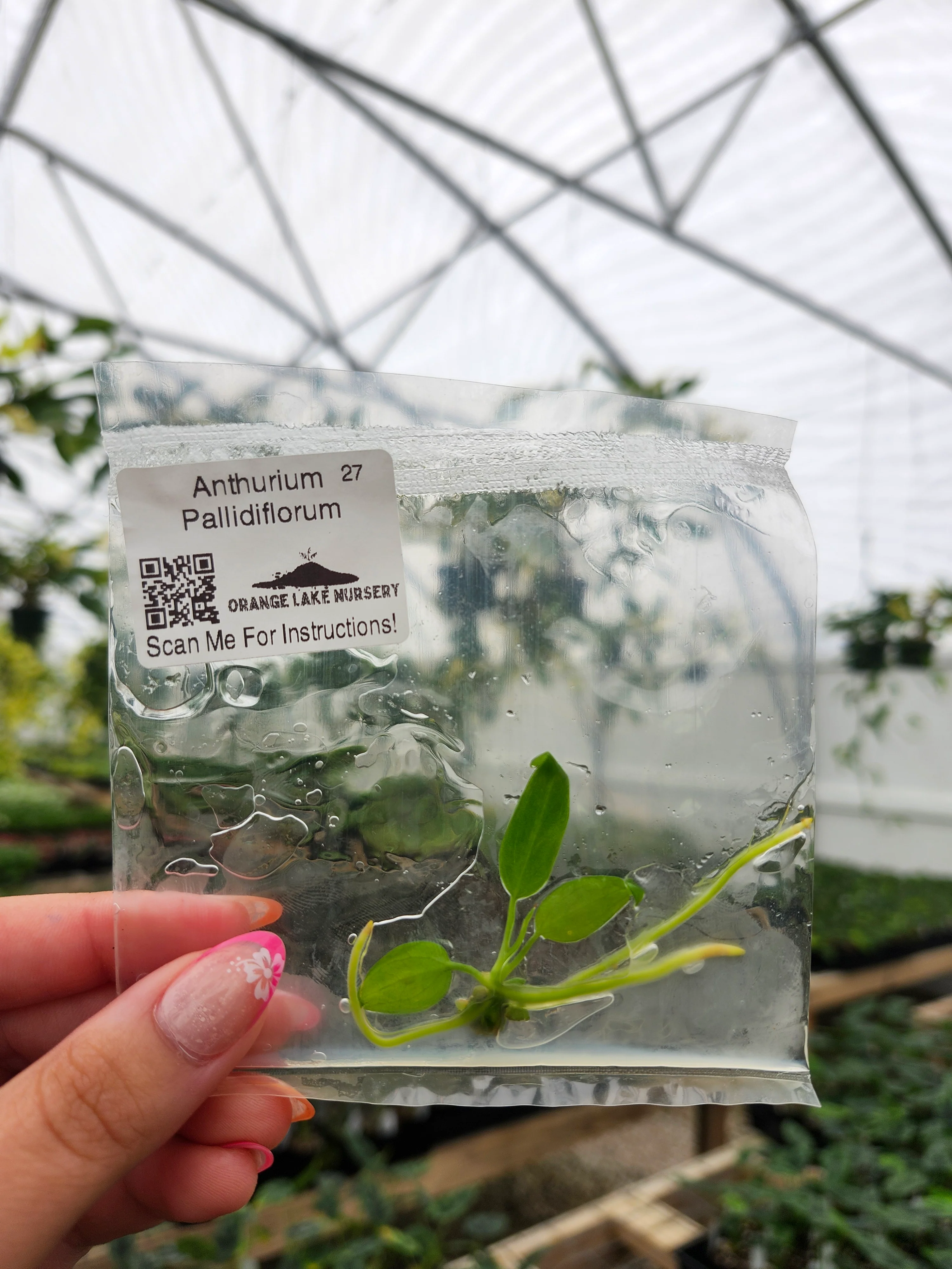 Anthurium Pallidiflorum Tissue Culture