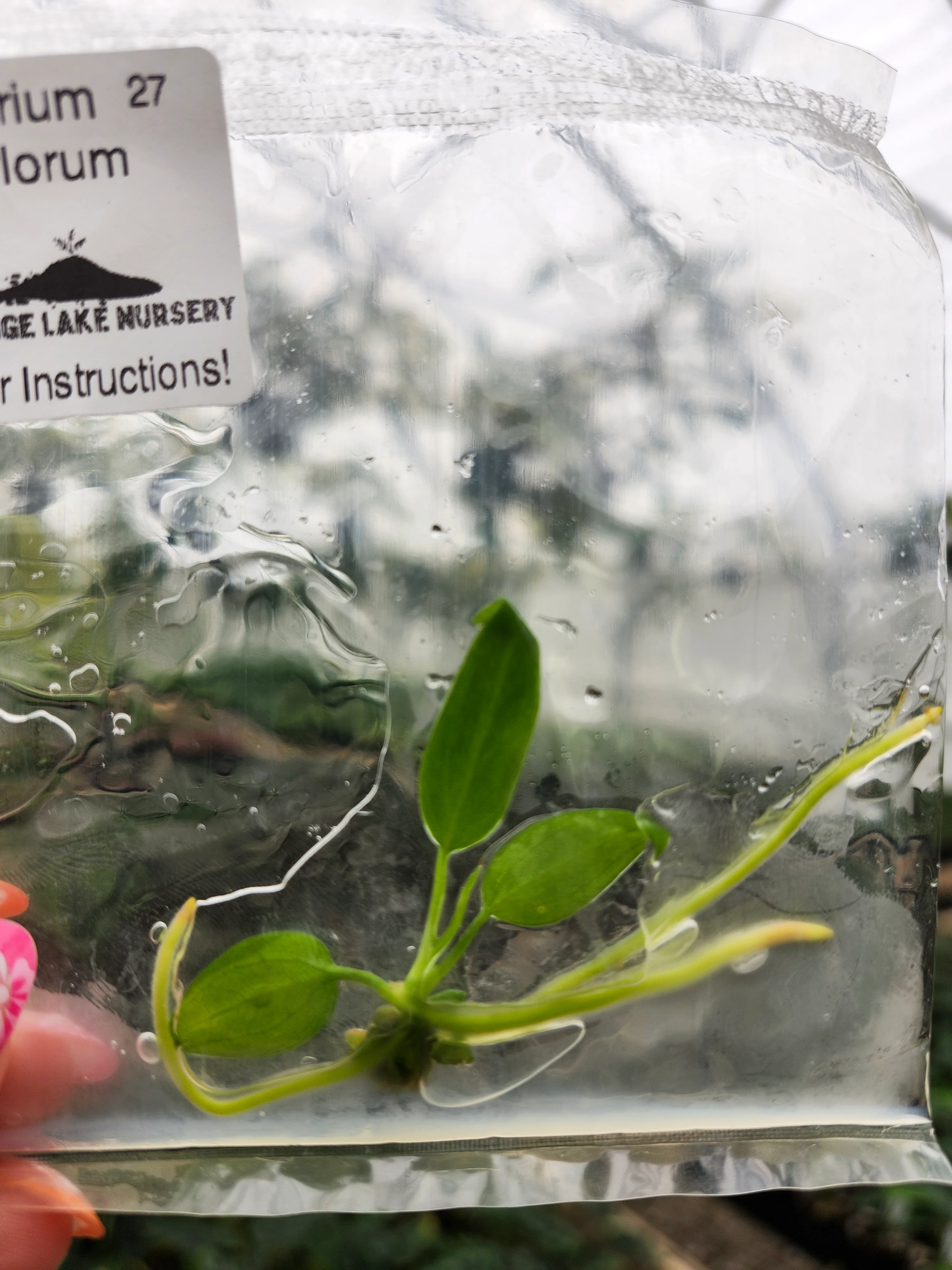 Anthurium Pallidiflorum Tissue Culture - Image 2