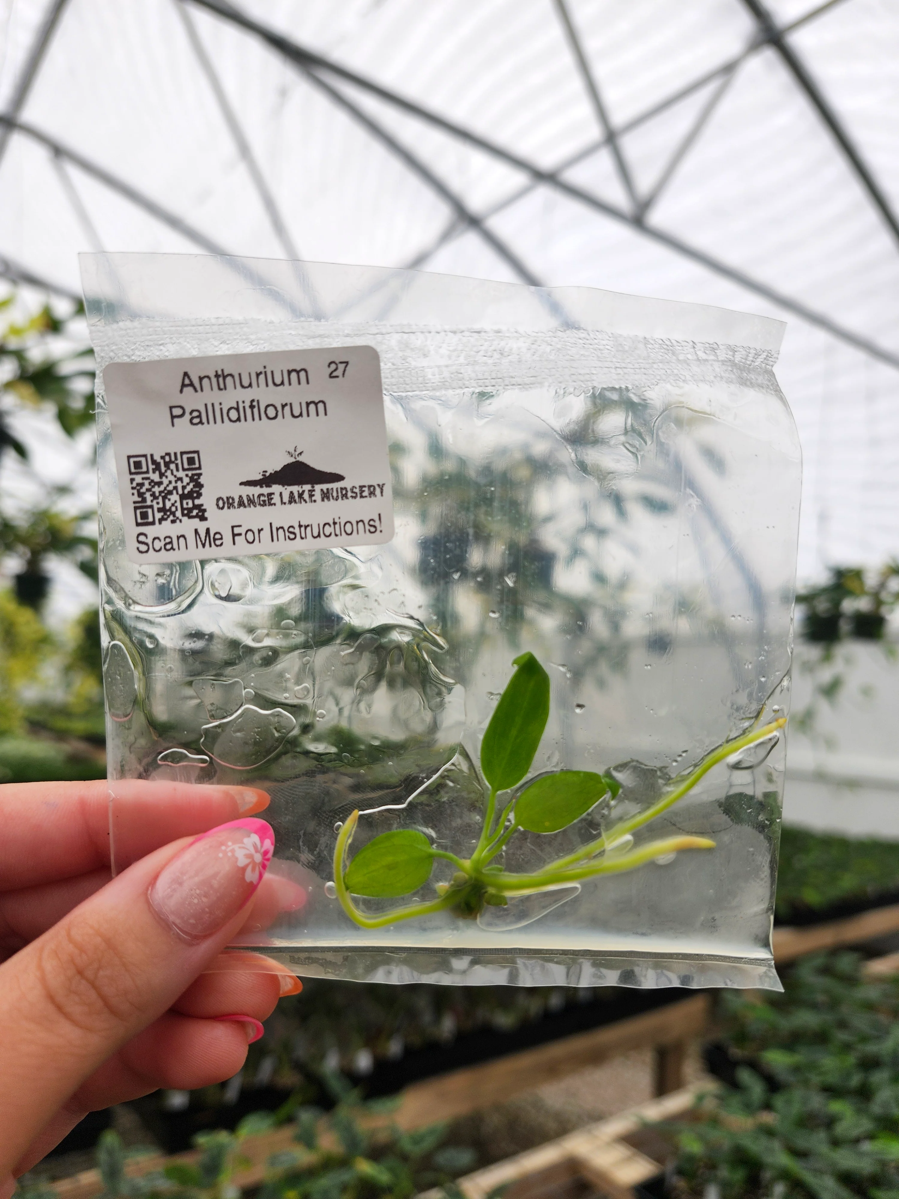 Anthurium Pallidiflorum Tissue Culture - Image 3