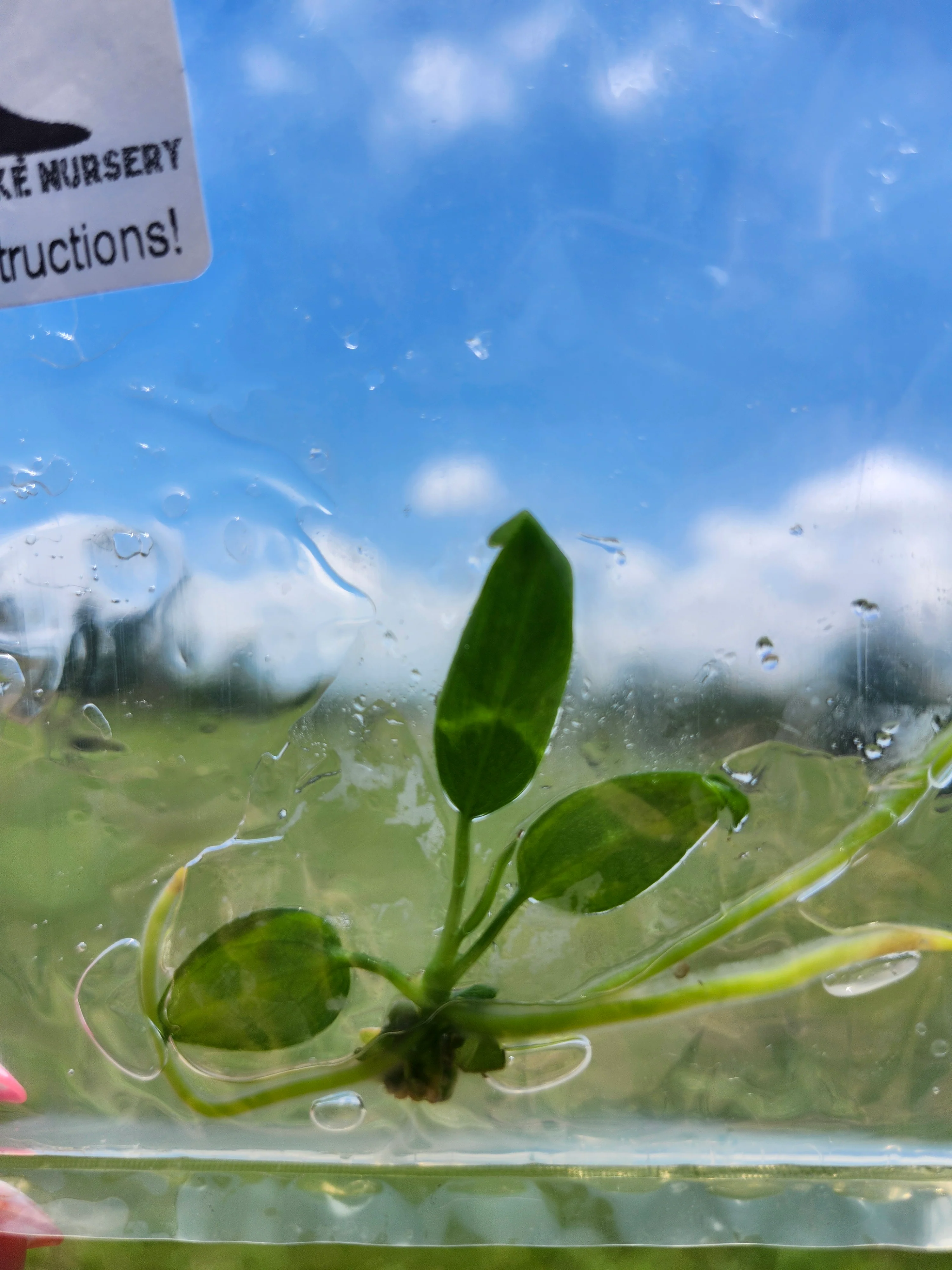 Anthurium Pallidiflorum Tissue Culture - Image 4