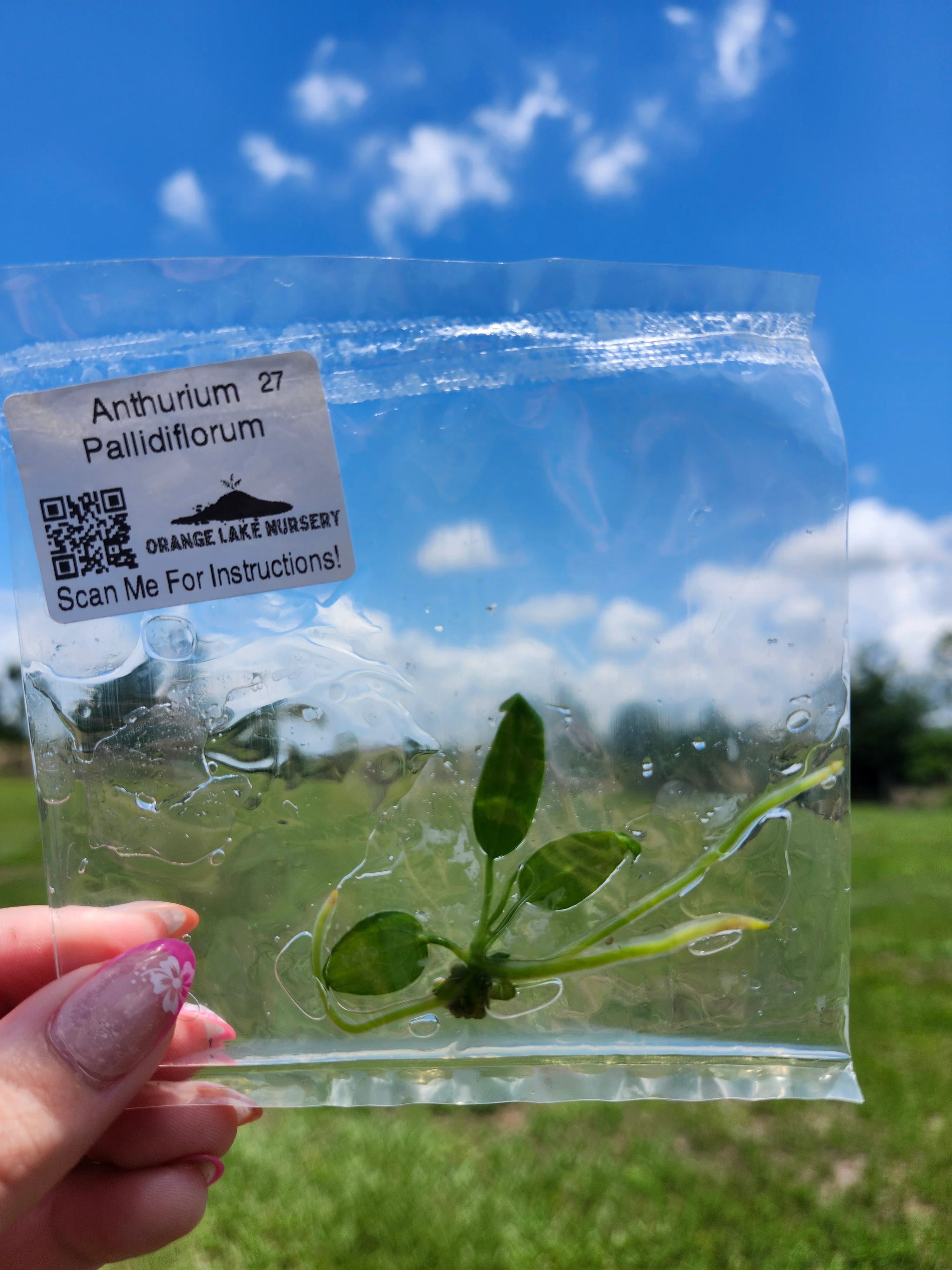 Anthurium Pallidiflorum Tissue Culture - Image 5