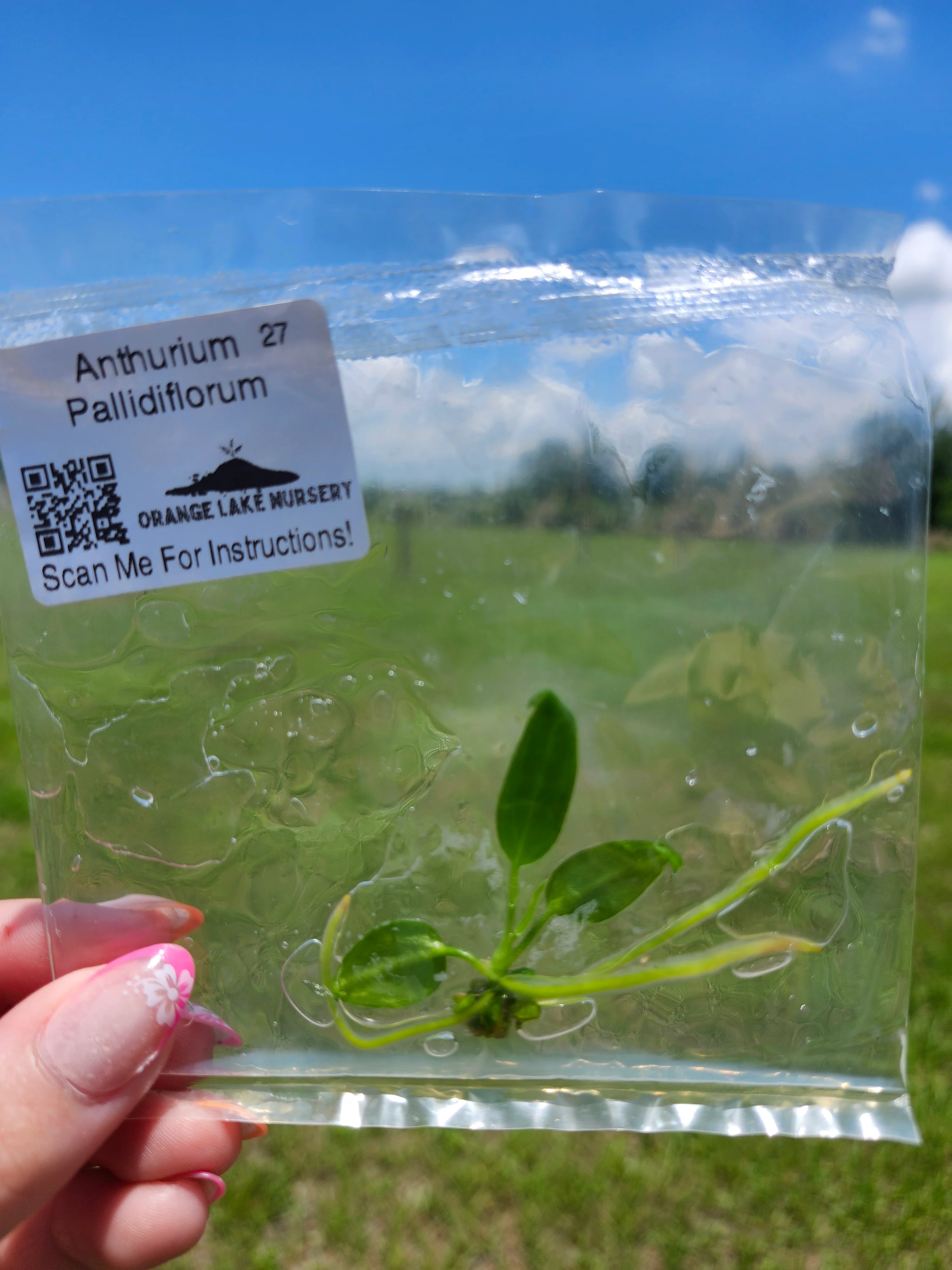 Anthurium Pallidiflorum Tissue Culture - Image 6