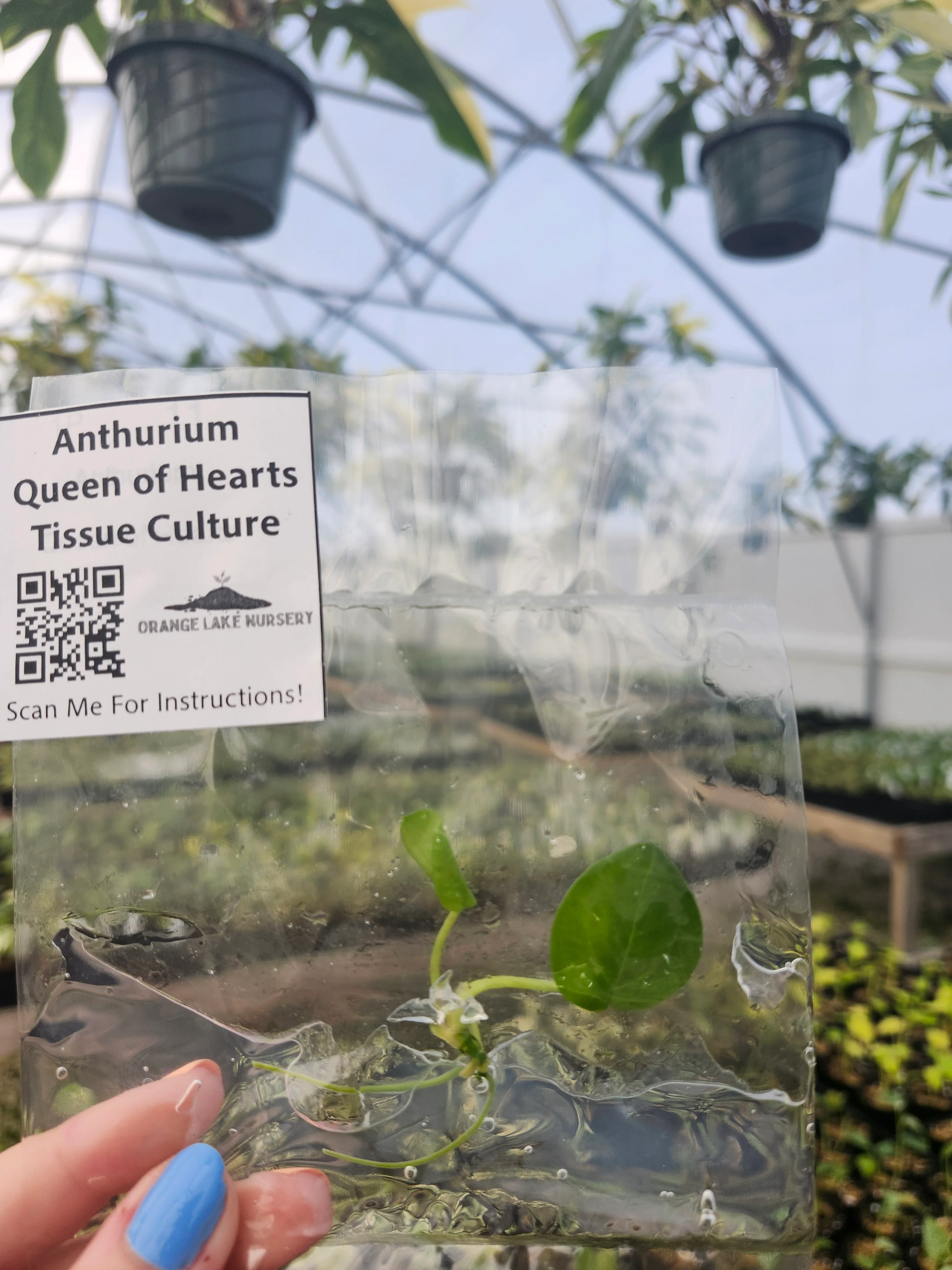 Anthurium Queen of Hearts Tissue Culture - Image 2