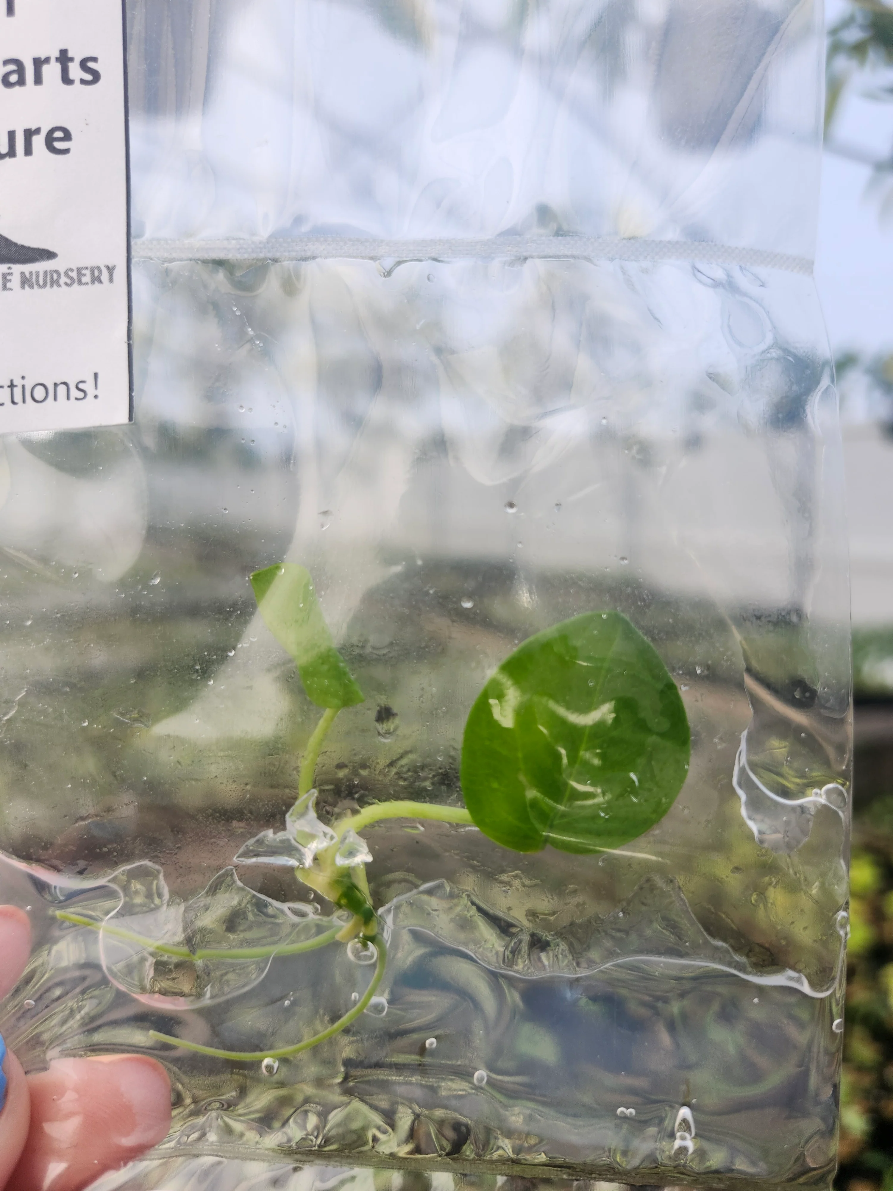 Anthurium Queen of Hearts Tissue Culture - Image 3