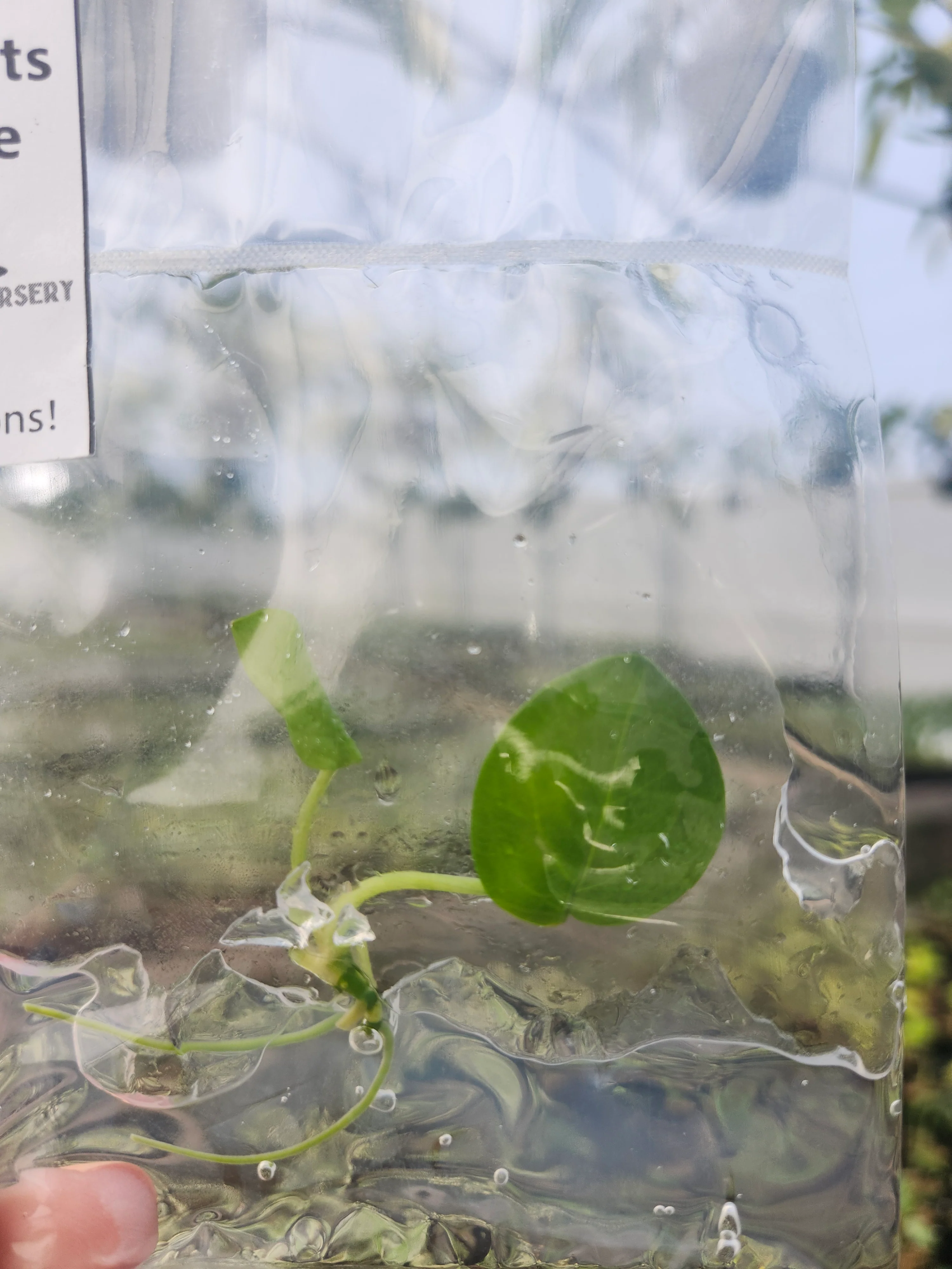 Anthurium Queen of Hearts Tissue Culture - Image 4