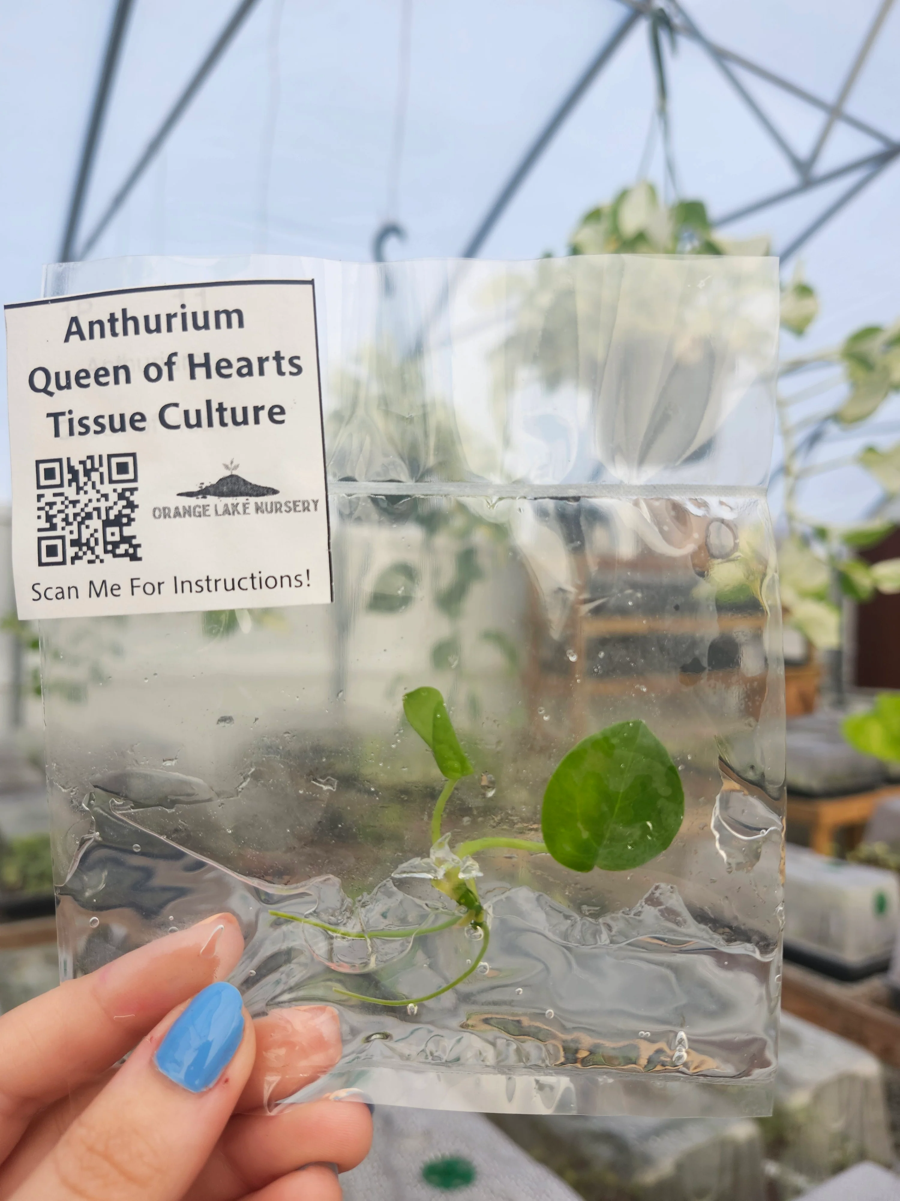 Anthurium Queen of Hearts Tissue Culture - Image 5