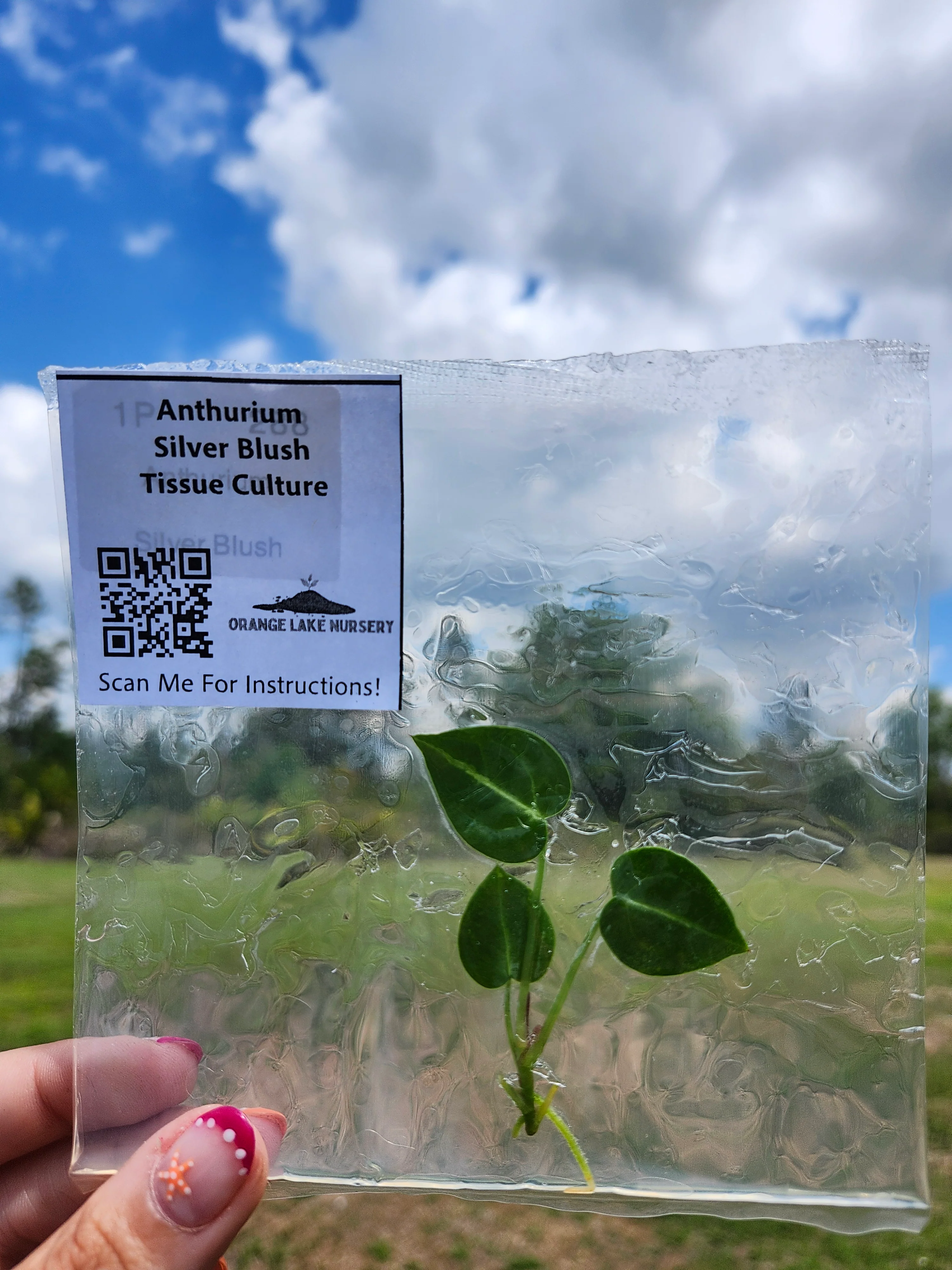 Anthurium Silver Blush Tissue Culture - Image 3