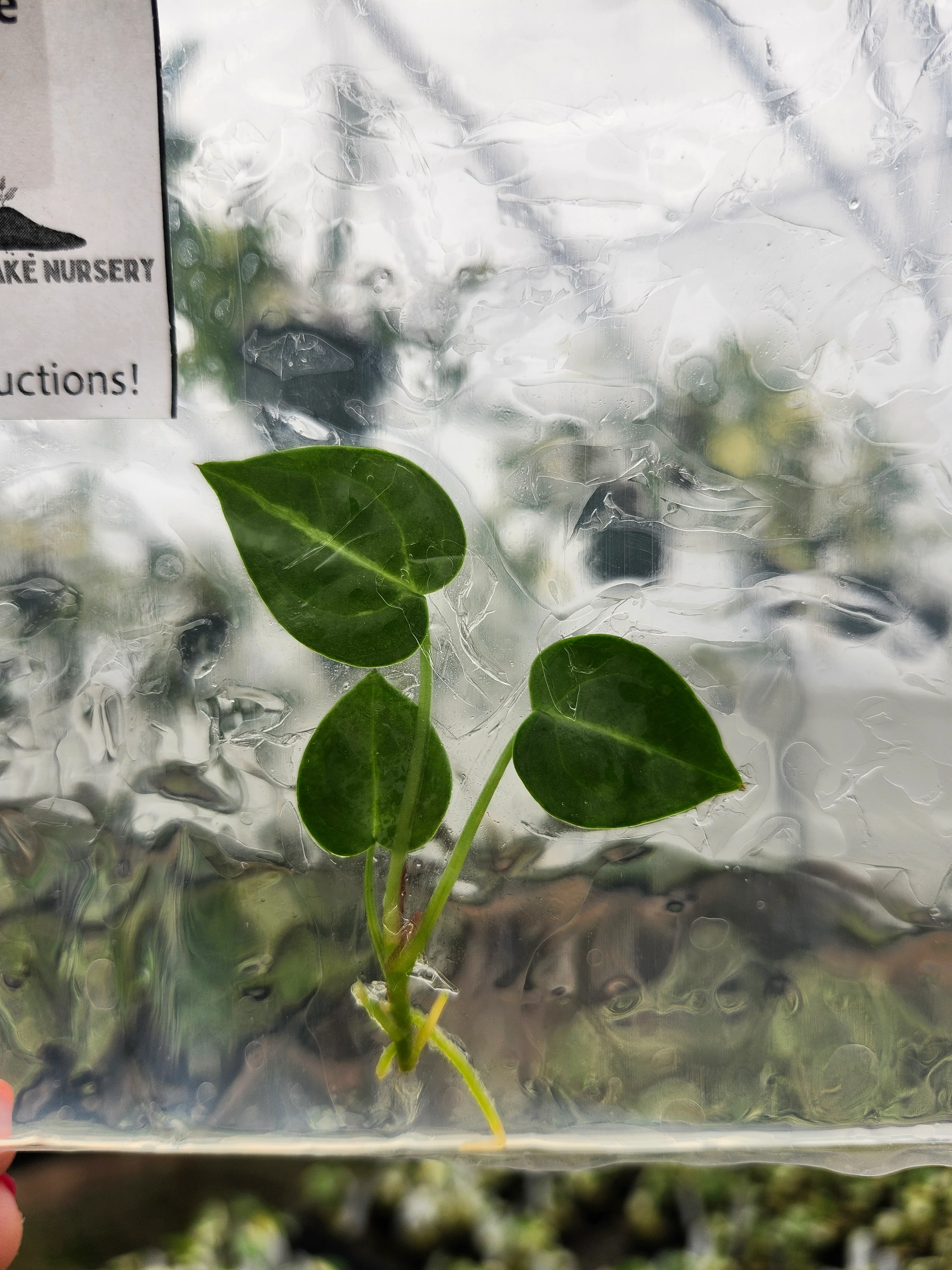 Anthurium Silver Blush Tissue Culture - Image 4
