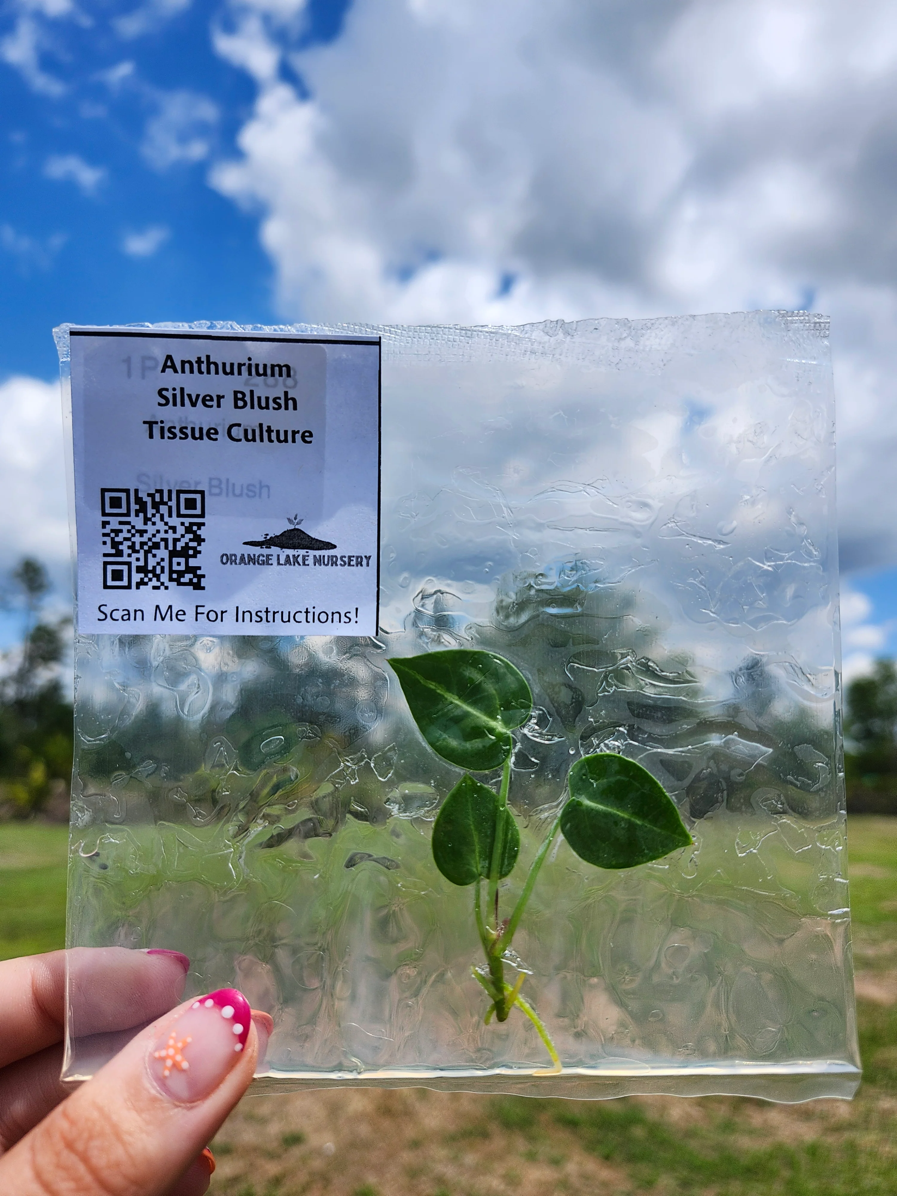 Anthurium Silver Blush Tissue Culture - Image 5
