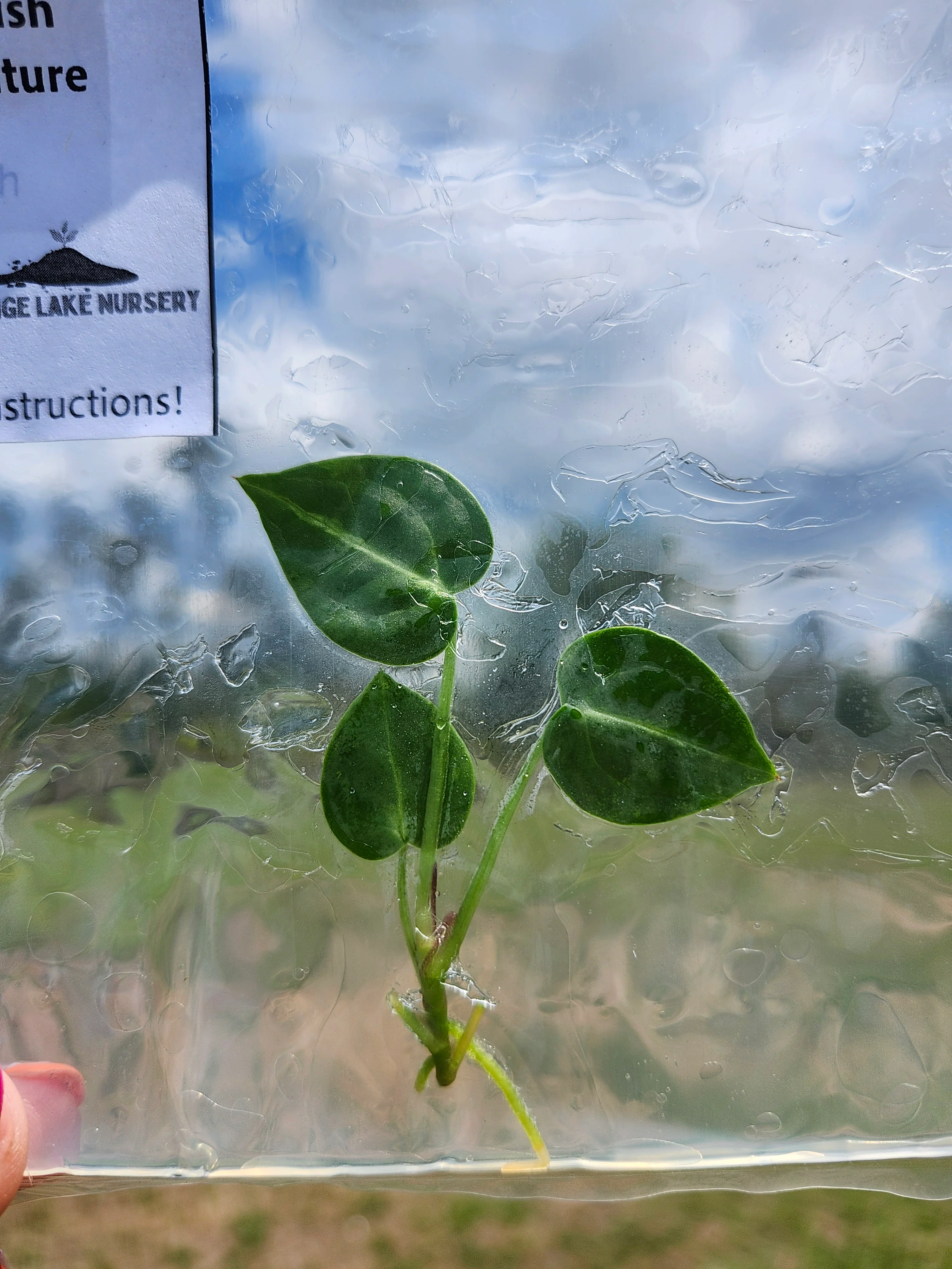 Anthurium Silver Blush Tissue Culture - Image 6