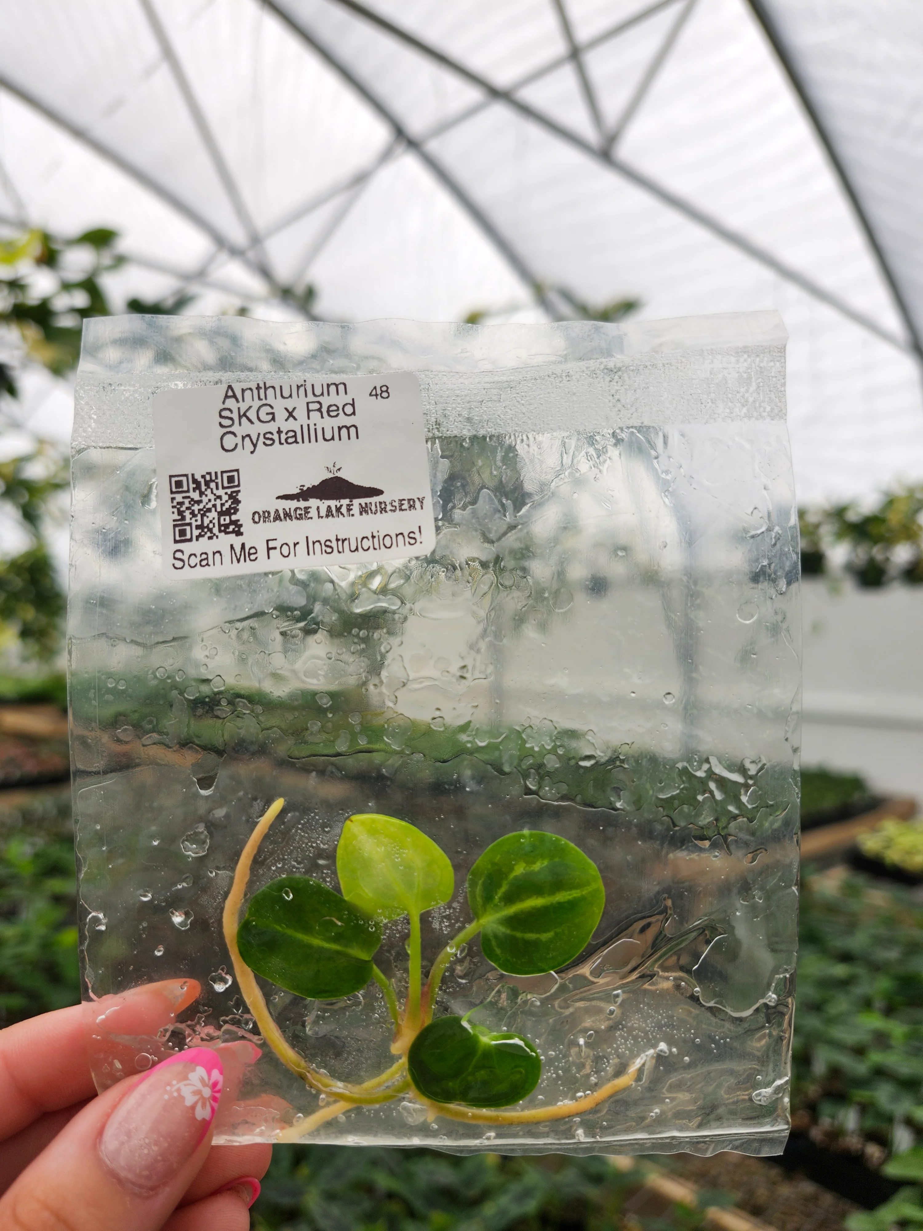 Anthurium SKG Silver X Red Crystallium Tissue Culture - Image 3