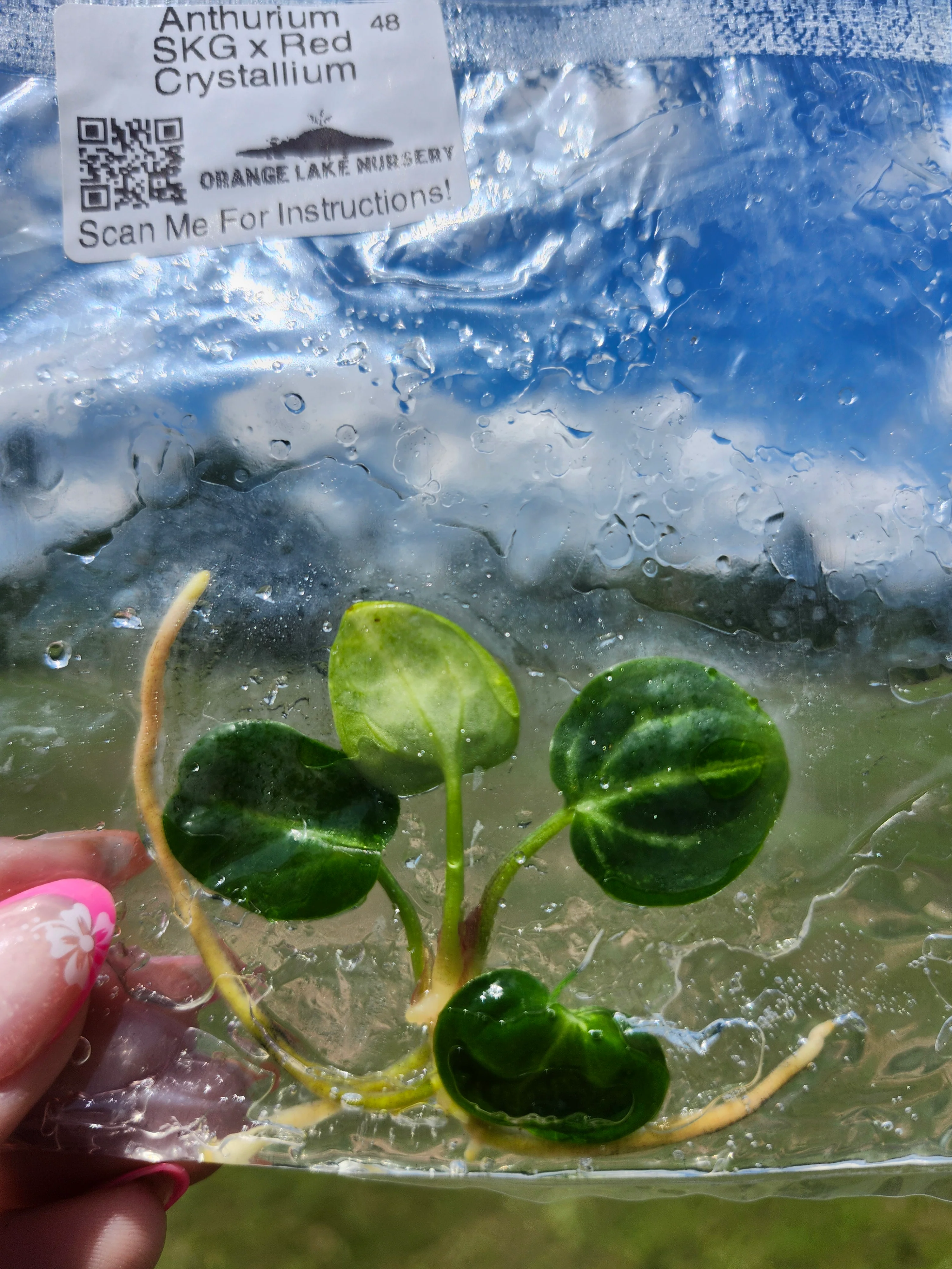 Anthurium SKG Silver X Red Crystallium Tissue Culture - Image 4