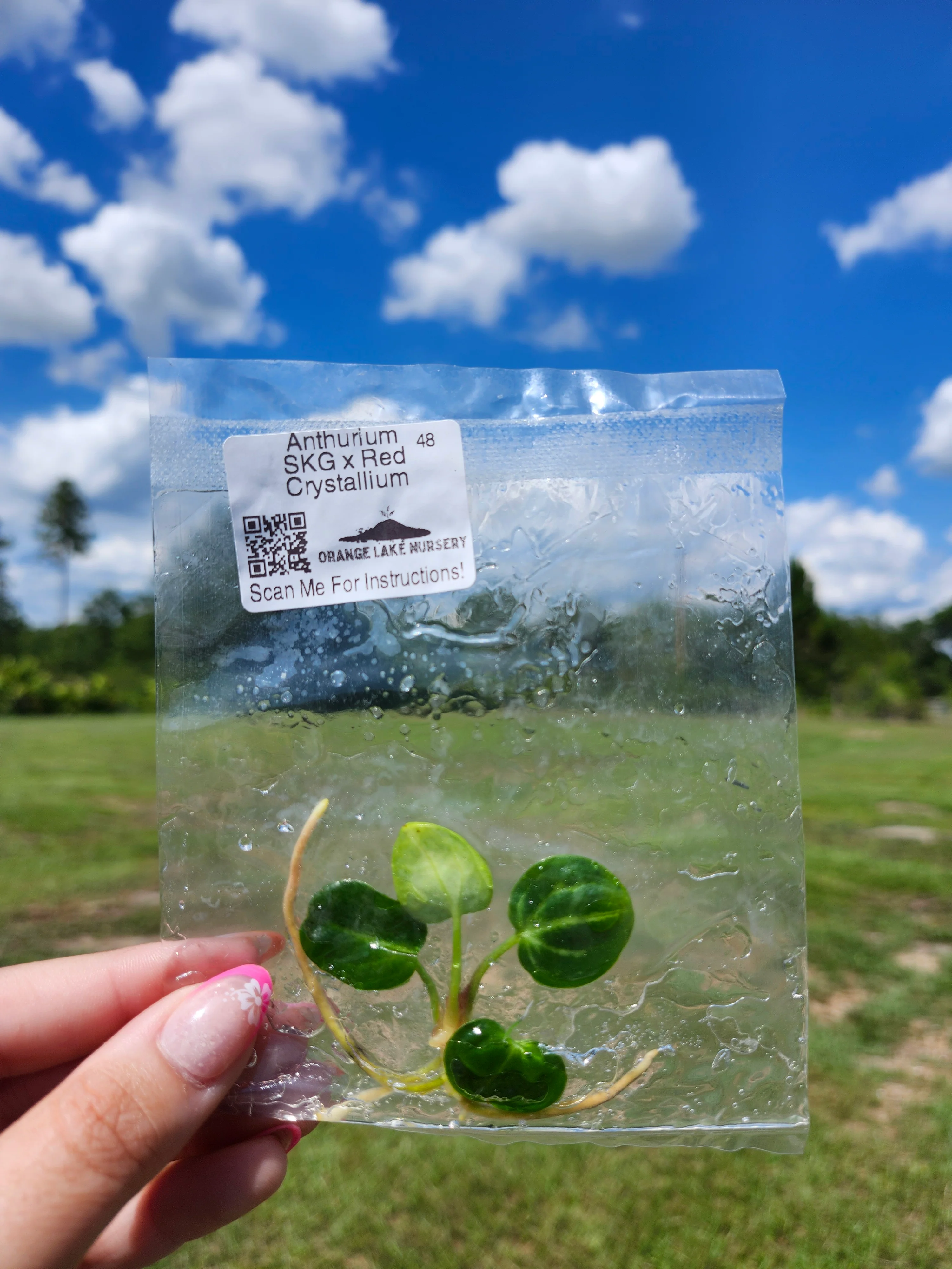 Anthurium SKG Silver X Red Crystallium Tissue Culture - Image 5