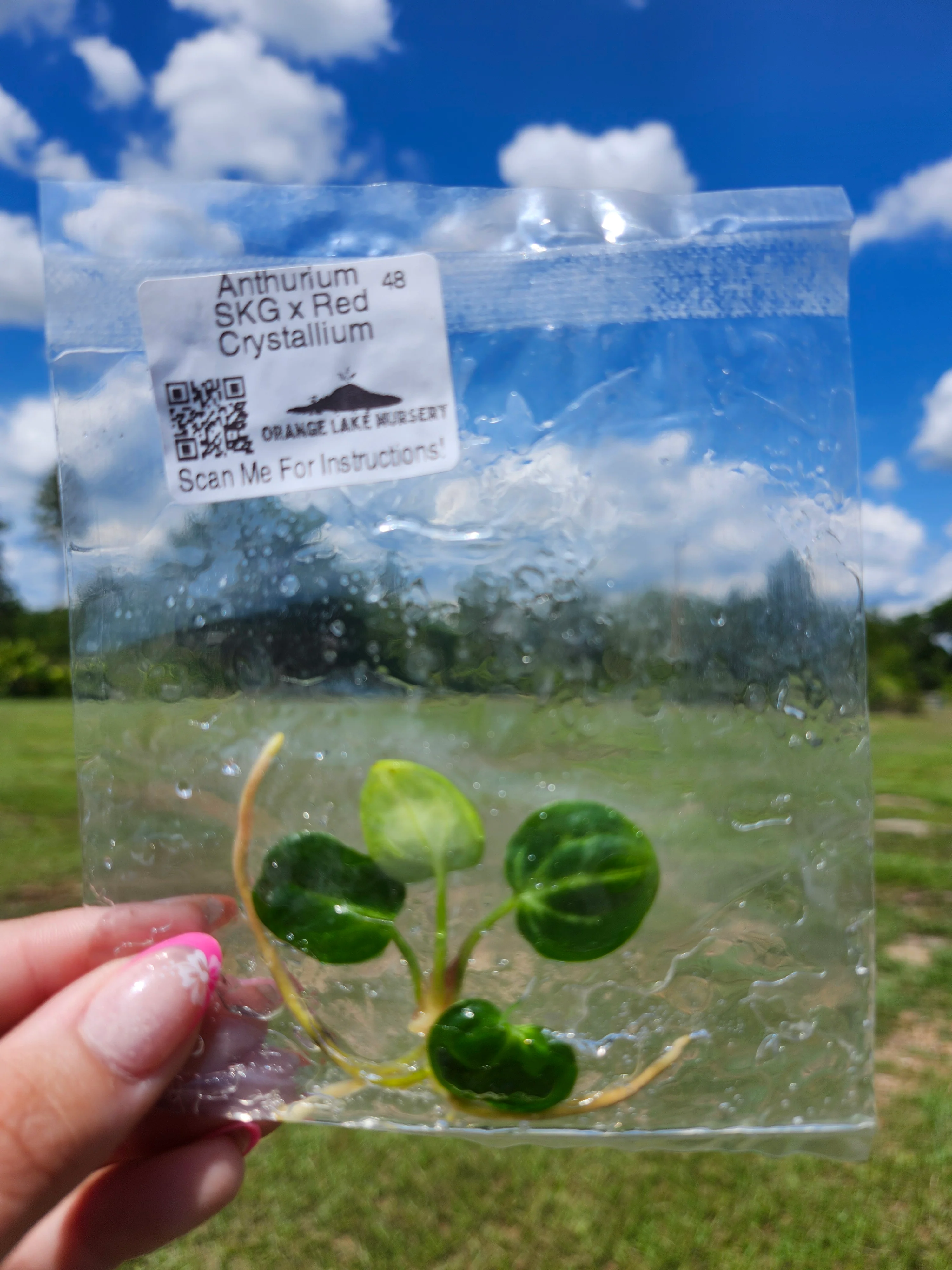 Anthurium SKG Silver X Red Crystallium Tissue Culture - Image 6