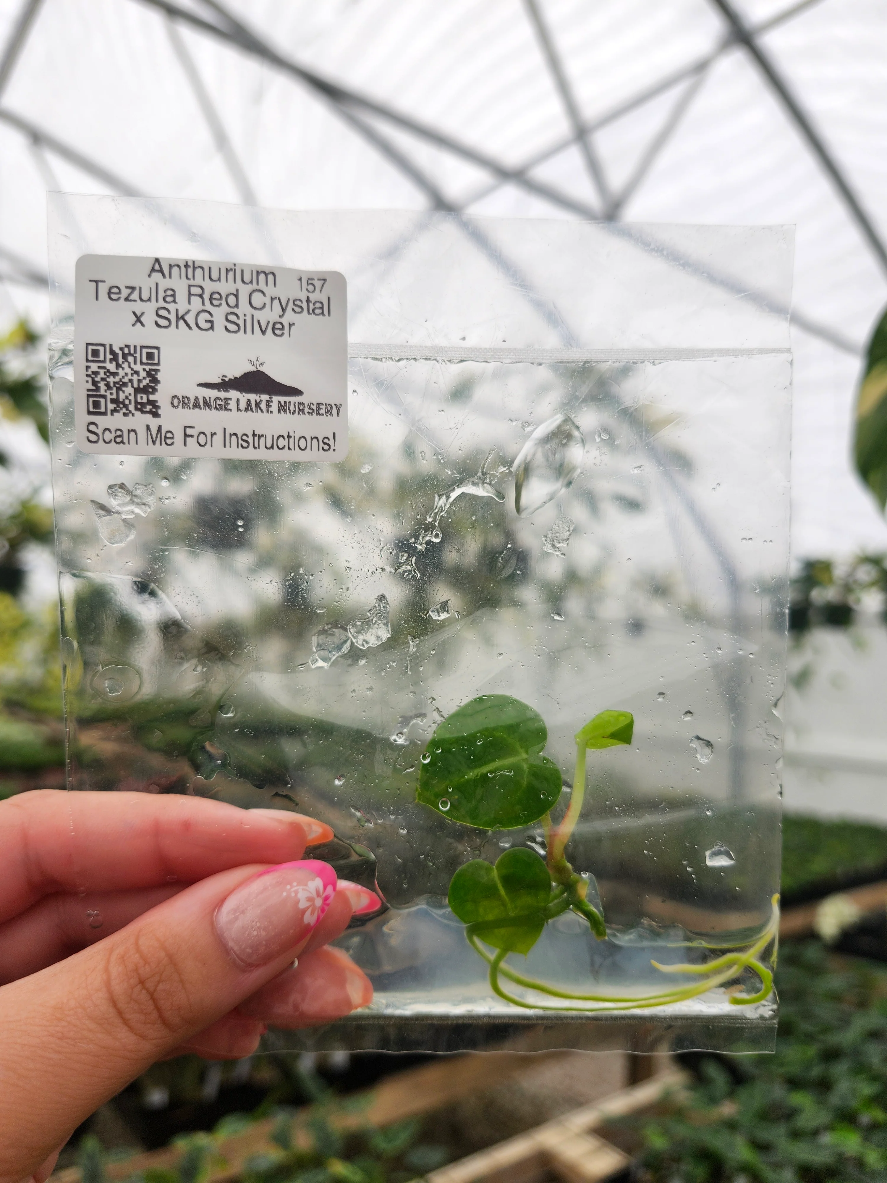 Anthurium Tezula Red X SKG Silver Tissue Culture - Image 3