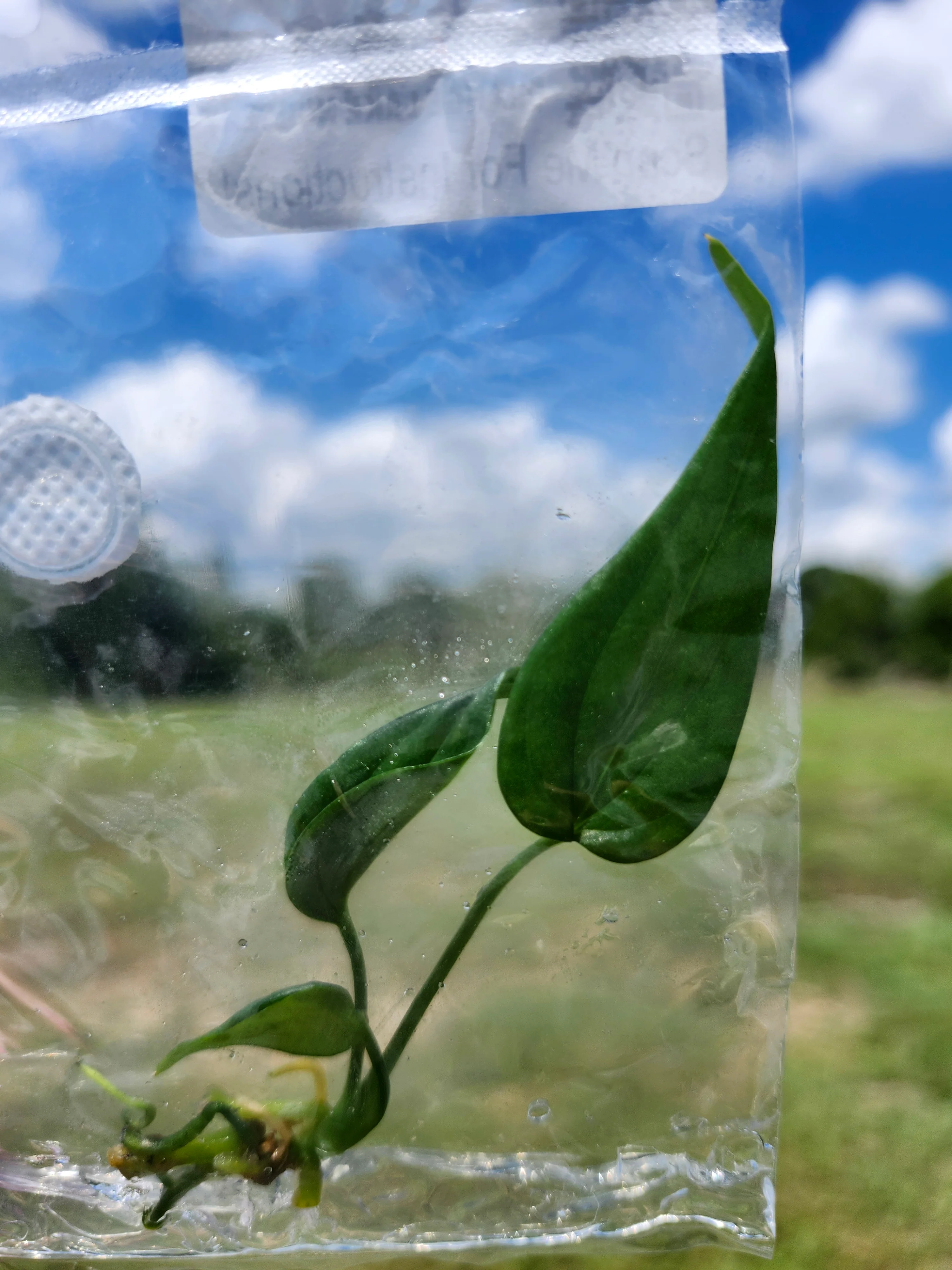 Anthurium Variabile Tissue Culture - Image 4
