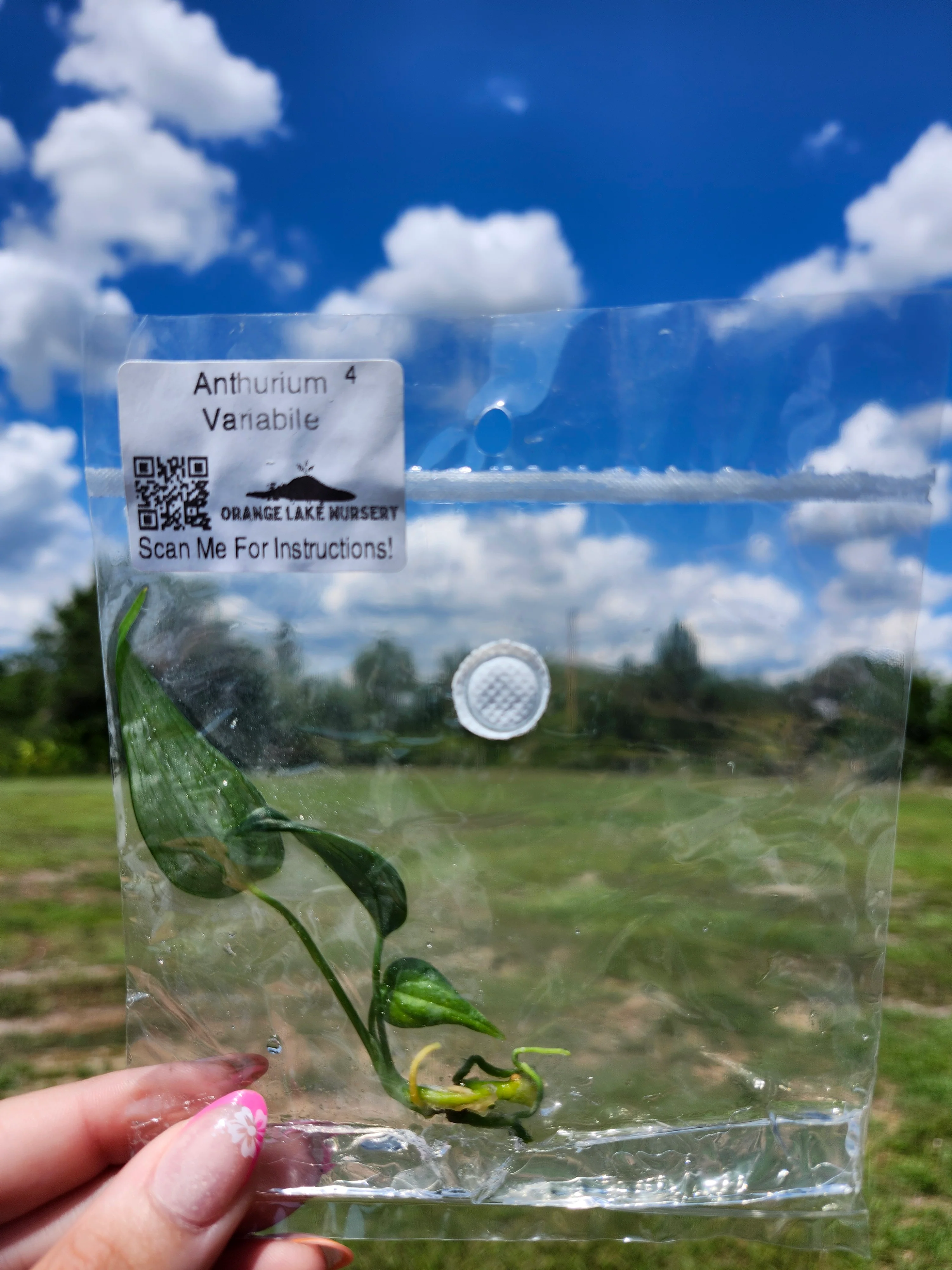 Anthurium Variabile Tissue Culture - Image 5